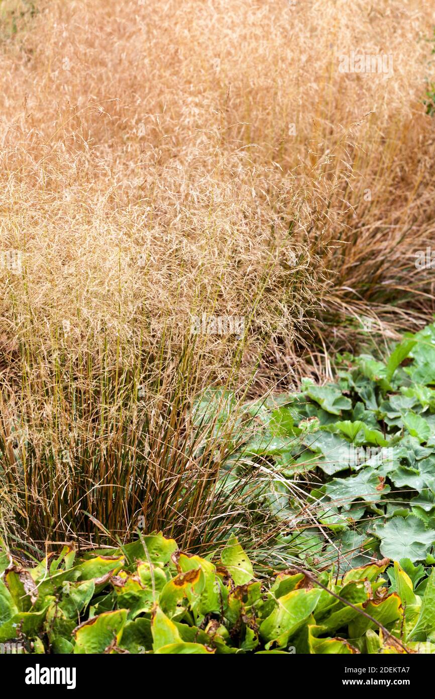 Tufted Hair Grass, Deschampsia cespitosa 'Northern Lights Stock Photo