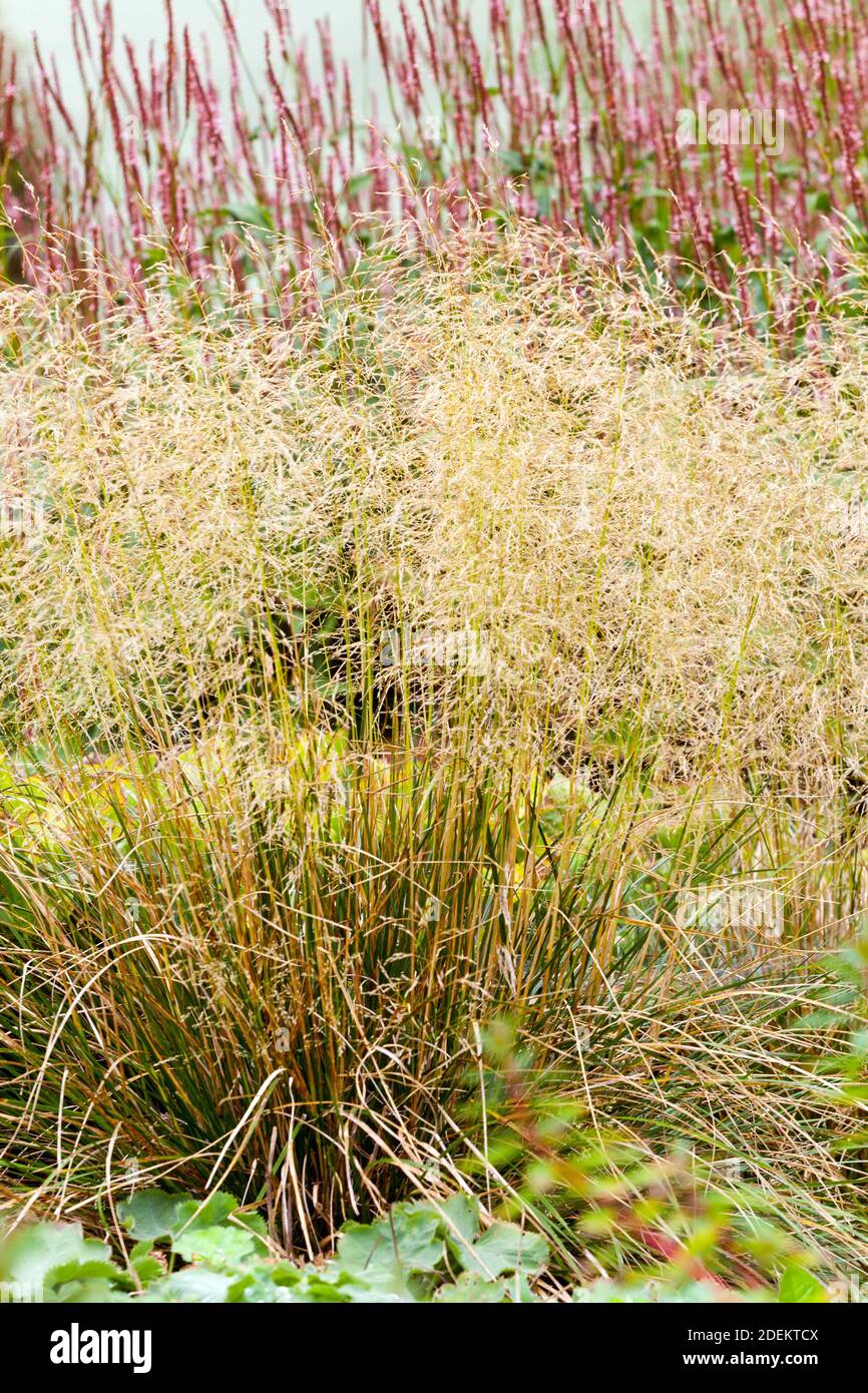 Tufted Hair Grass, Deschampsia cespitosa 'Northern Lights, Bistorta Stock Photo
