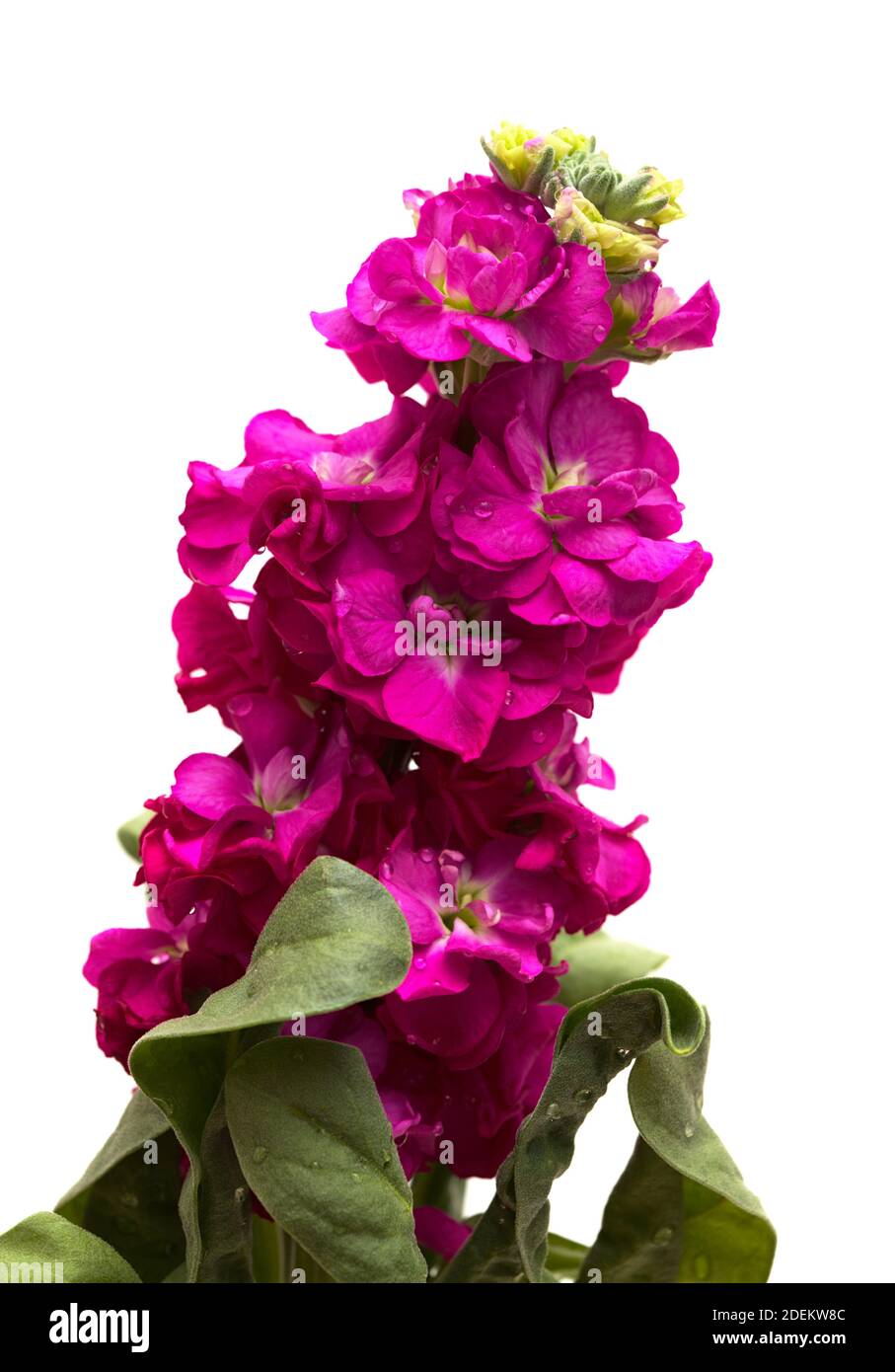 Dark Purple inflorescence of Brompton stock isolated on white background Stock Photo Alamy