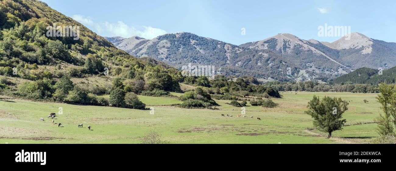landscape with horses and cows herds pasturing on  green flat upland in Sangro river valley, shot in bright light near Pescasseroli, L'Aquila, Abruzzo Stock Photo