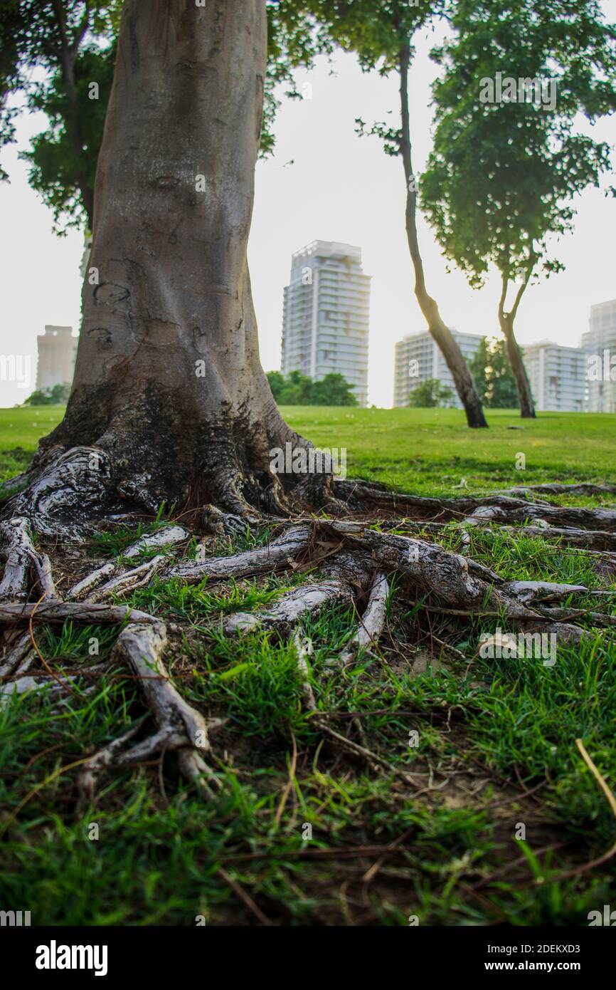 Closeup shot tree root hi-res stock photography and images - Alamy