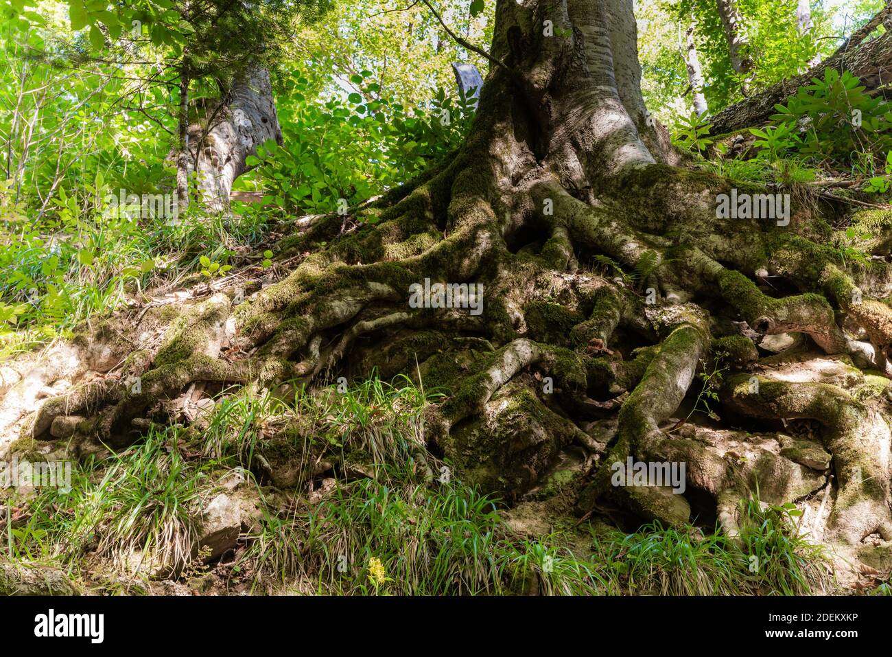 tree roots and sunshine in a green forest Stock Photo - Alamy