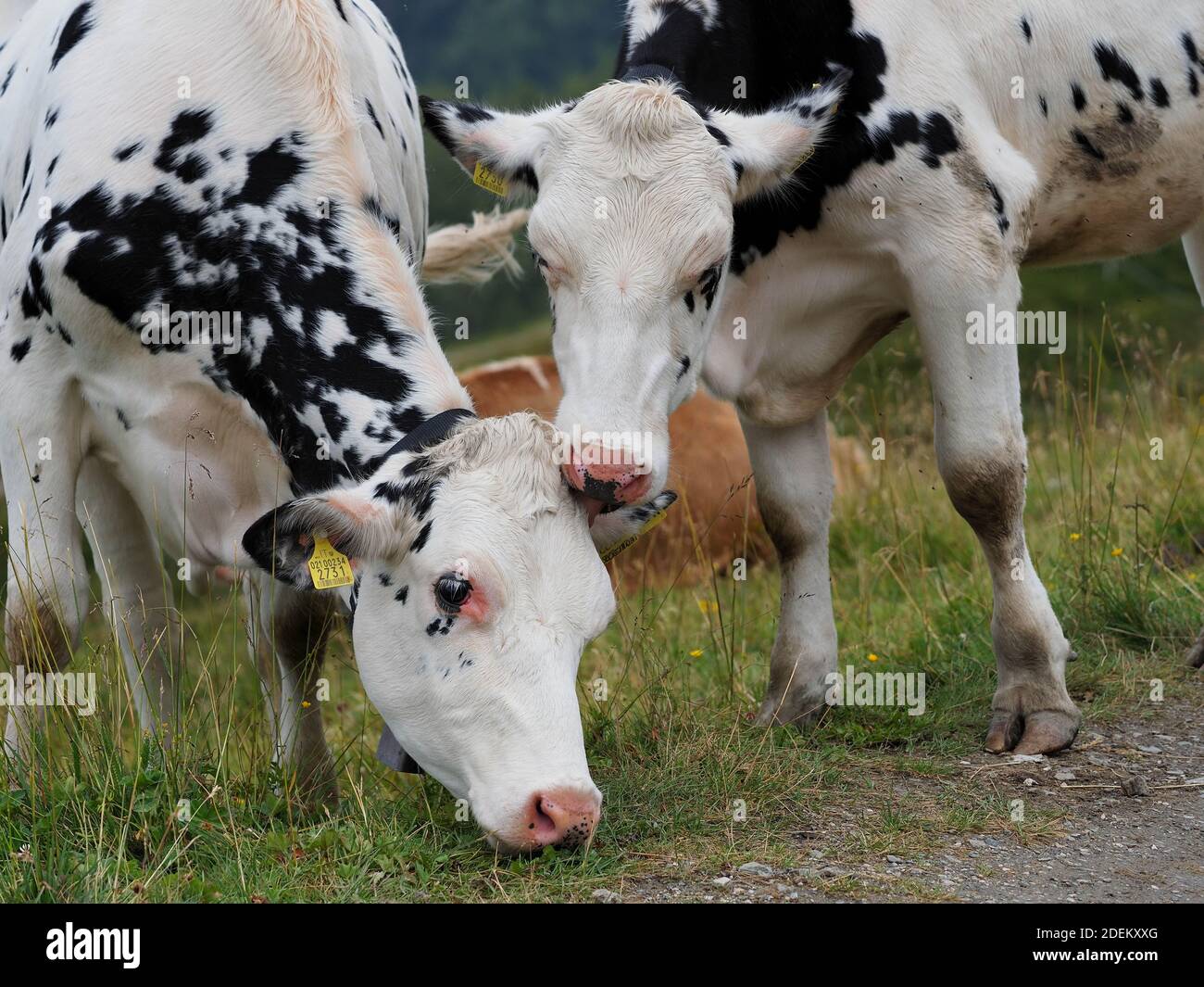 free cows over mountain high pathway Stock Photo - Alamy