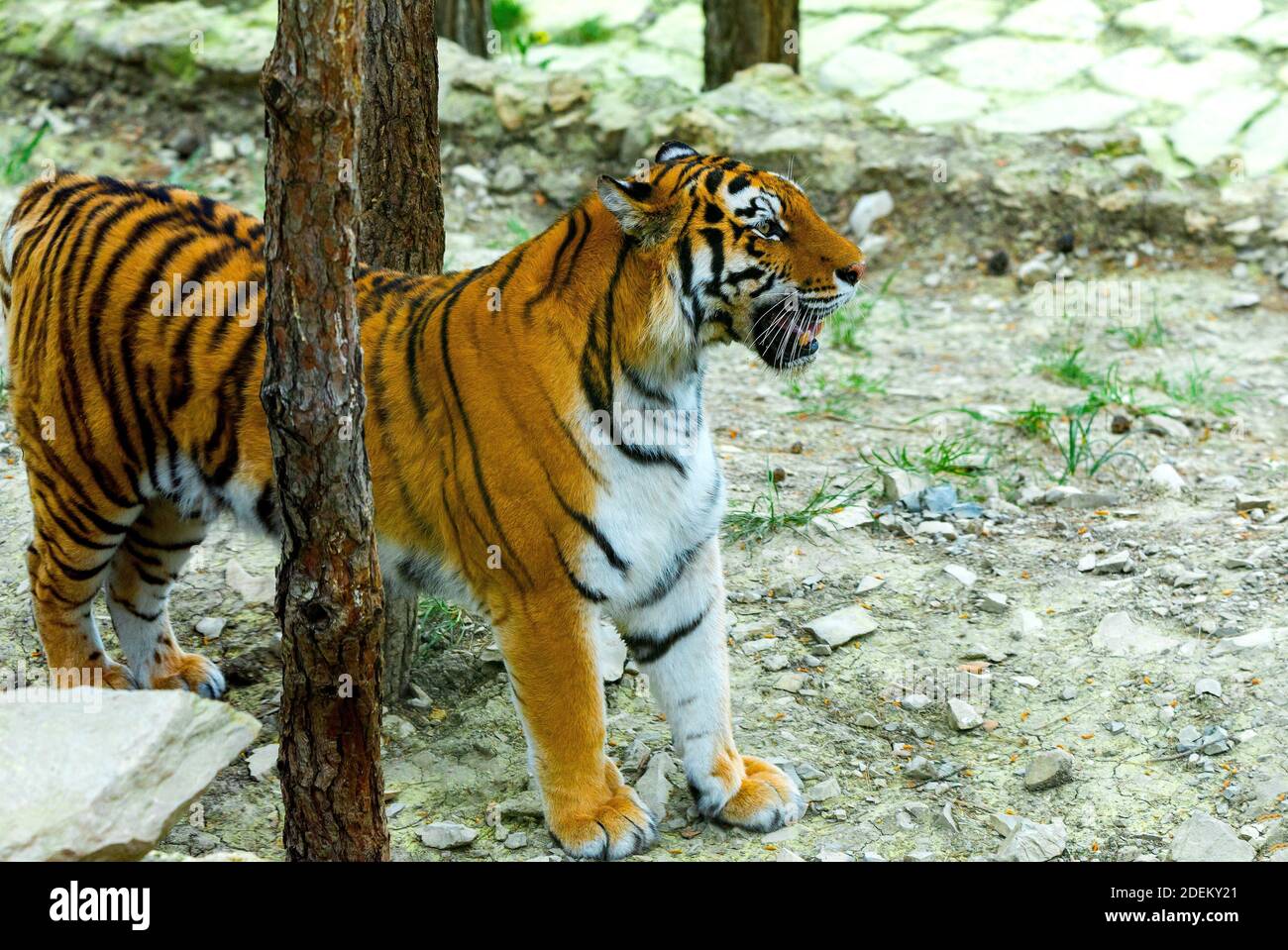 Siberian tiger portrait. Aggressive stare face meaning danger for the prey. Closeup view to angry expression Stock Photo - Alamy Siberian tiger portrait. Aggressive stare face meaning danger for the prey. Closeup view to angry expression Stock Photo - Alamy