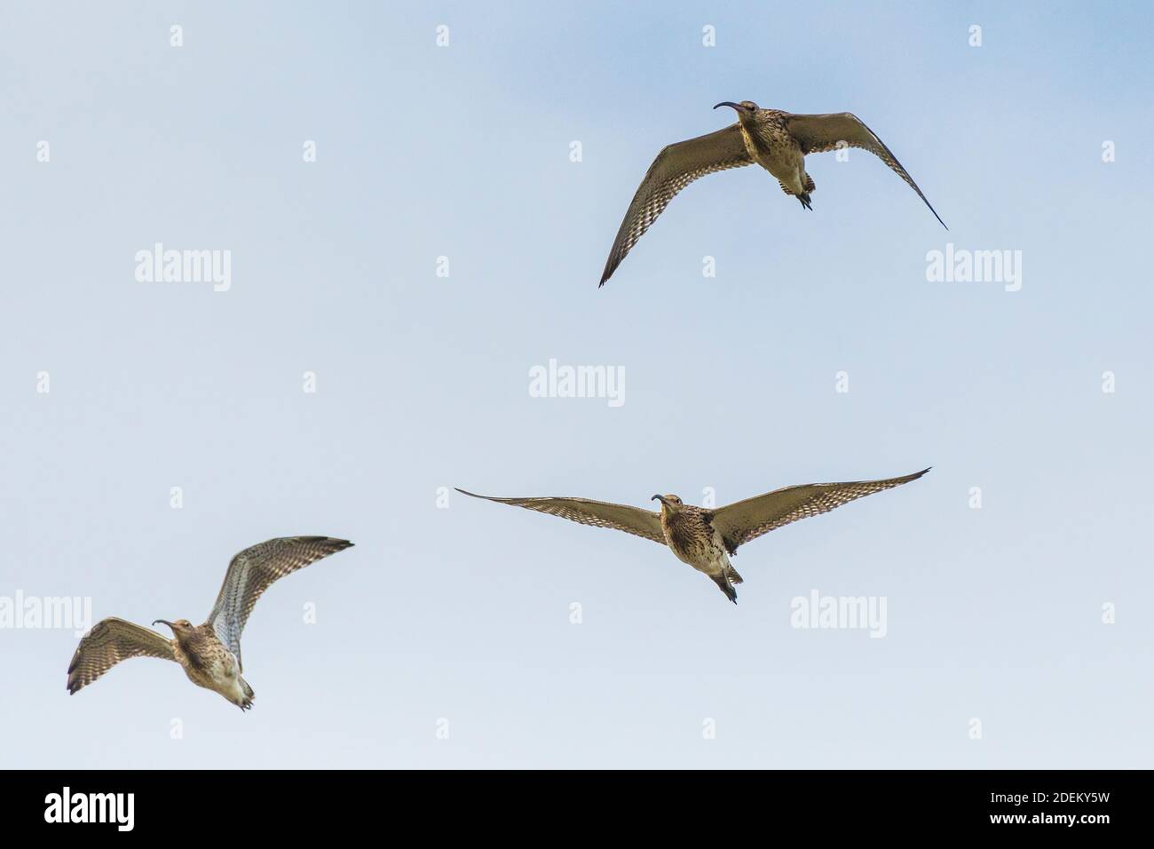 Curlew In Flight Curlews in flight Numenius arquata Stock Photo - Alamy