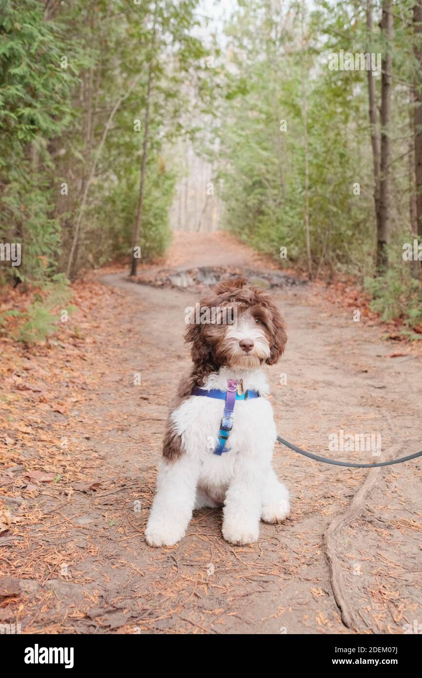 A vertical shot of an adorable fluffy labradoodle posing in a forest Stock Photo