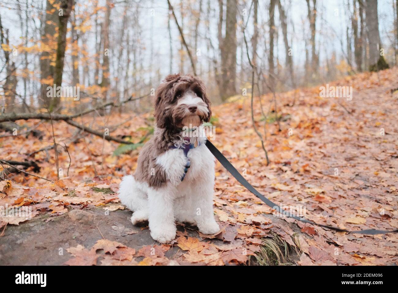 An adorable fluffy labradoodle posing in a forest Stock Photo