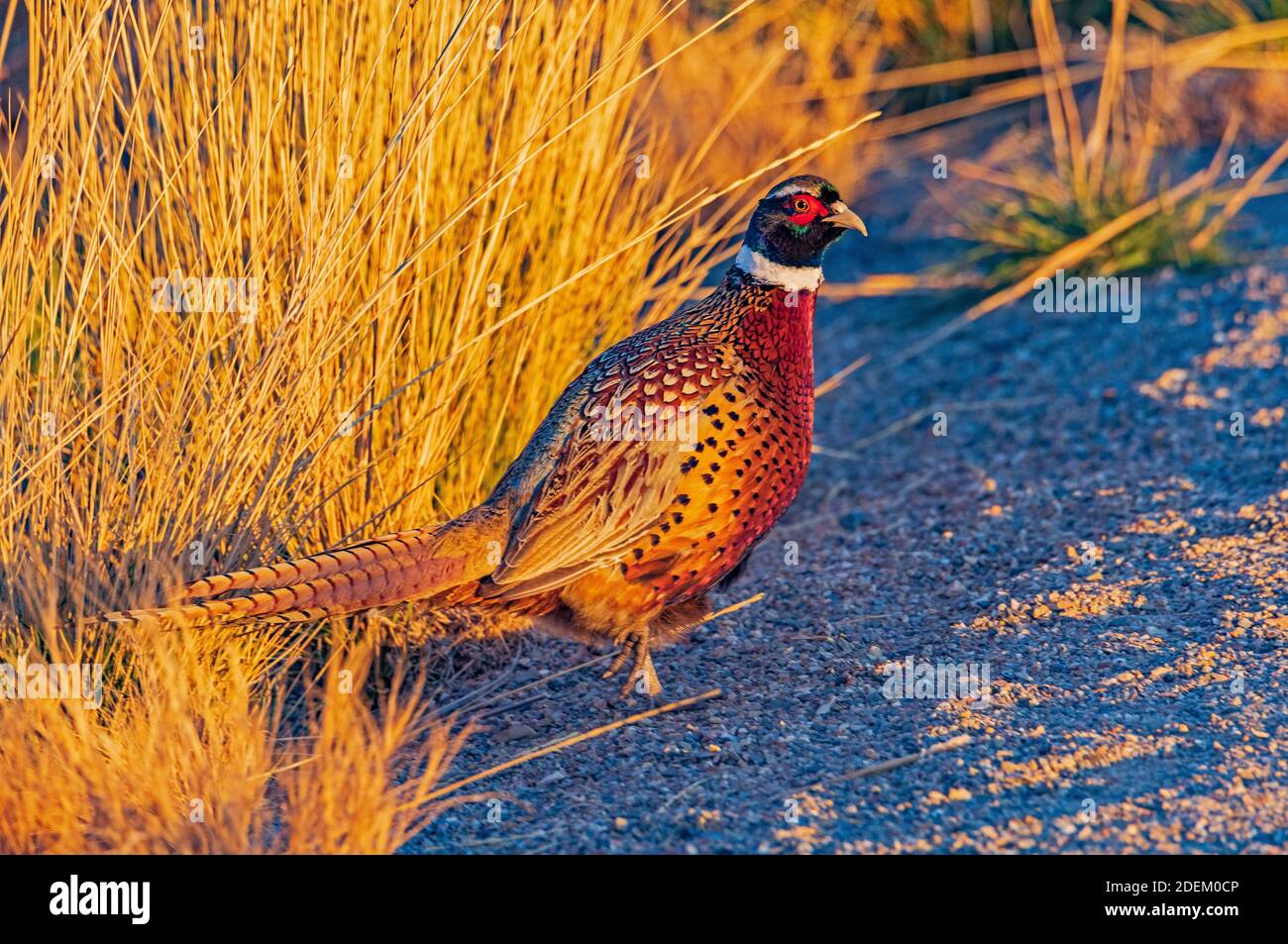 A male Ringneck Pheasant (Phasianus colchicus) pauses in the warm