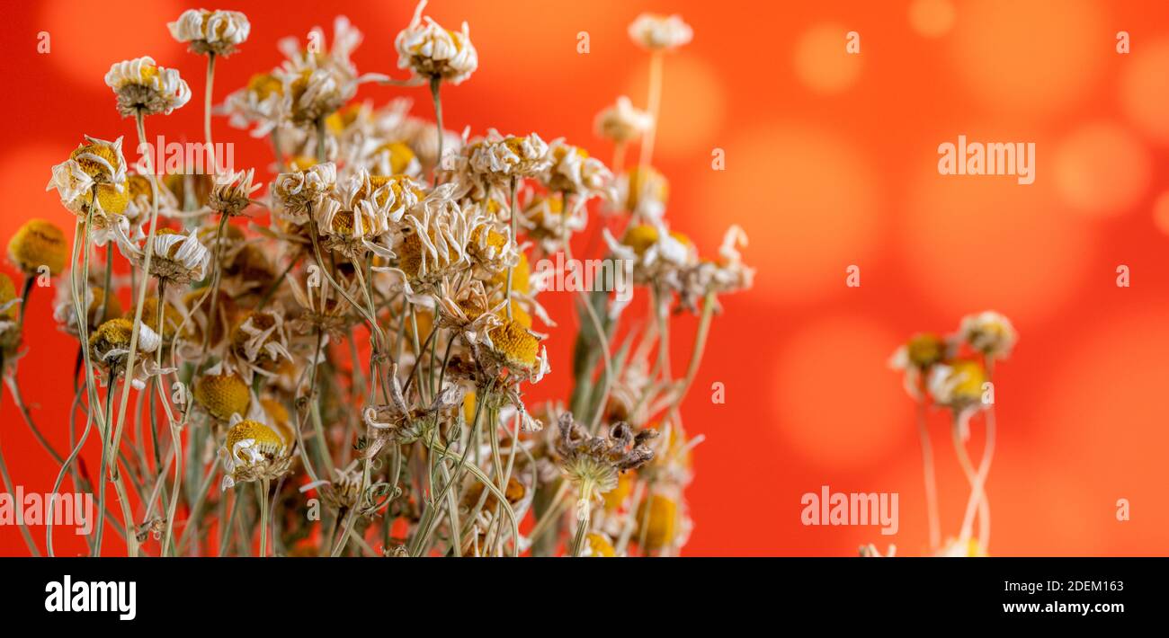 dried wild flowers chamomile herbarium on bokeh background Stock Photo