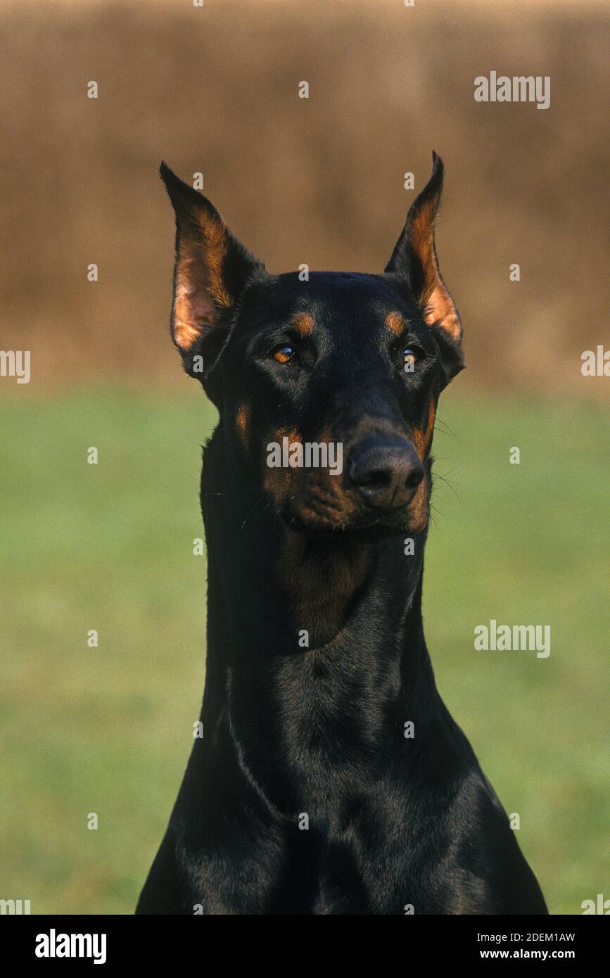 Dobermann Dog or Dobermann Pinscher (Old Standard Breed with Cut Ears), Portrait of Adult Stock Photo
