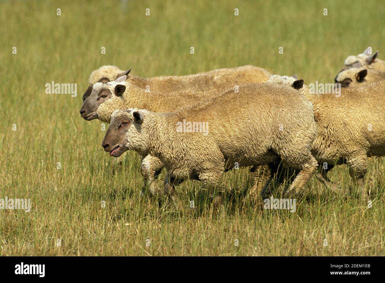 Vendeen Sheep High Resolution Stock Photography and Images - Alamy