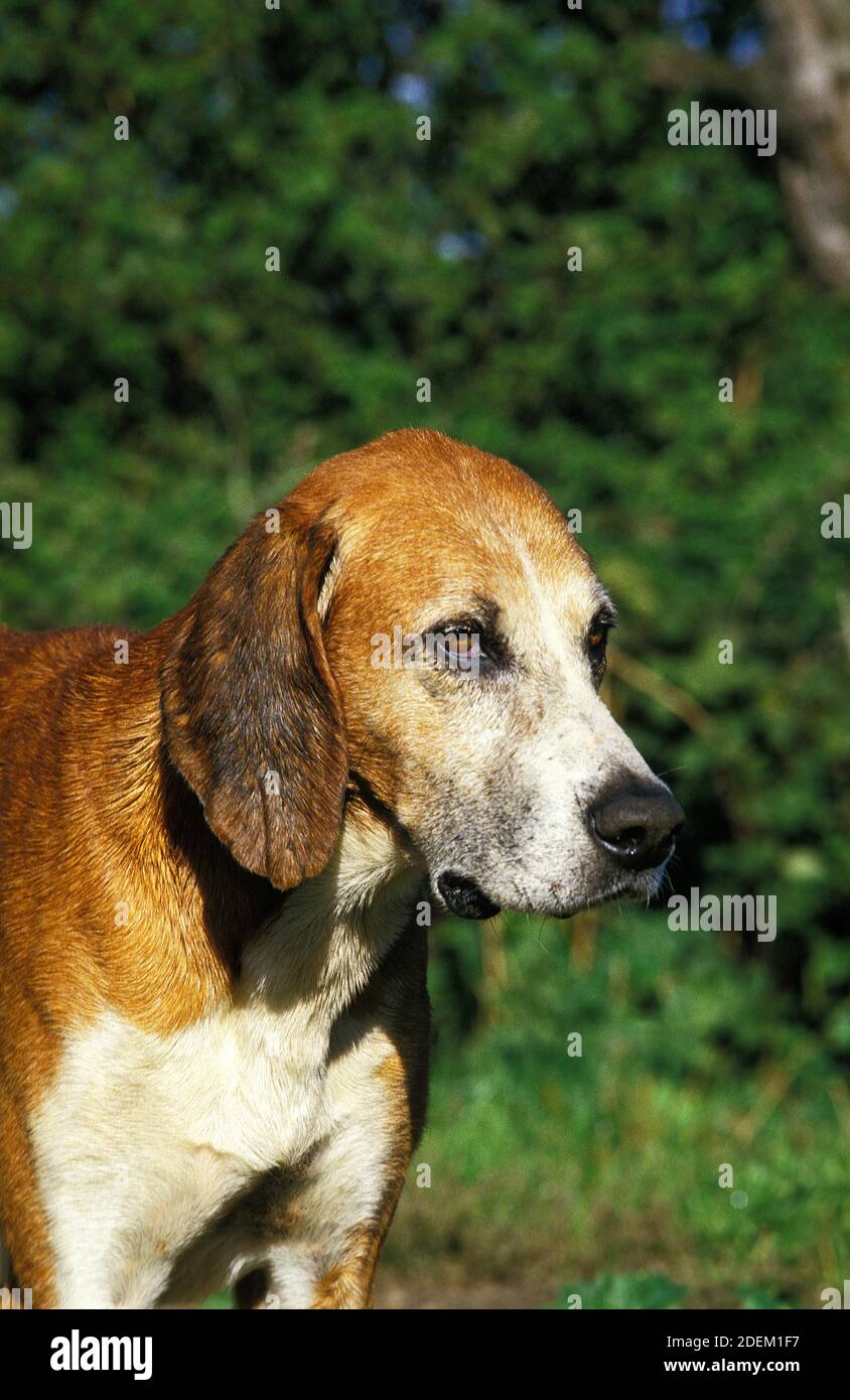 Great Anglo French White and Orange Hound or Grand Anglo Francais Blanc et Orange, Portrait of Adult Stock Photo