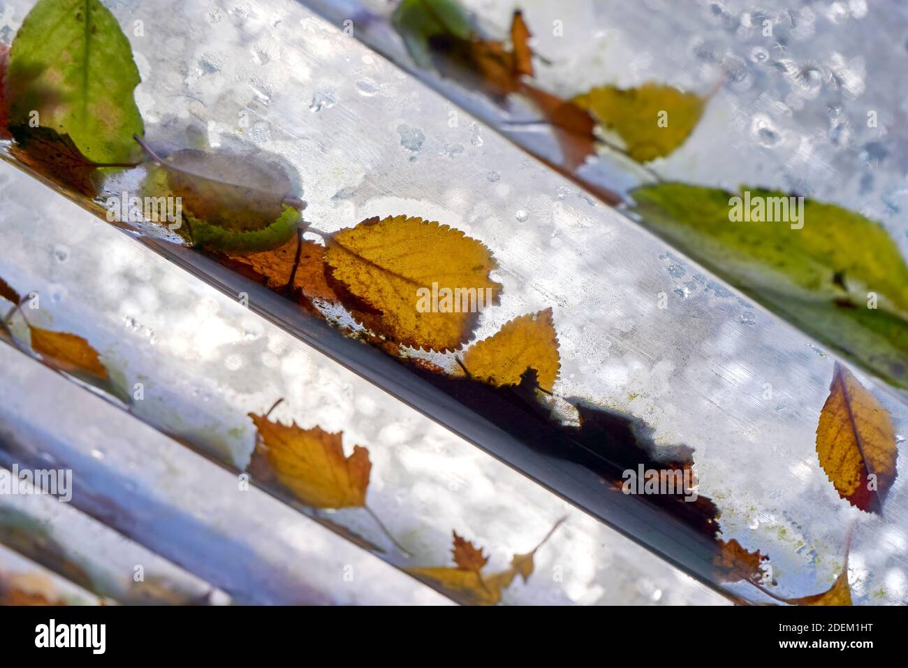 Multicolored autumn leaves on a wet plexiglass roof panel. Image with selective focus. Stock Photo