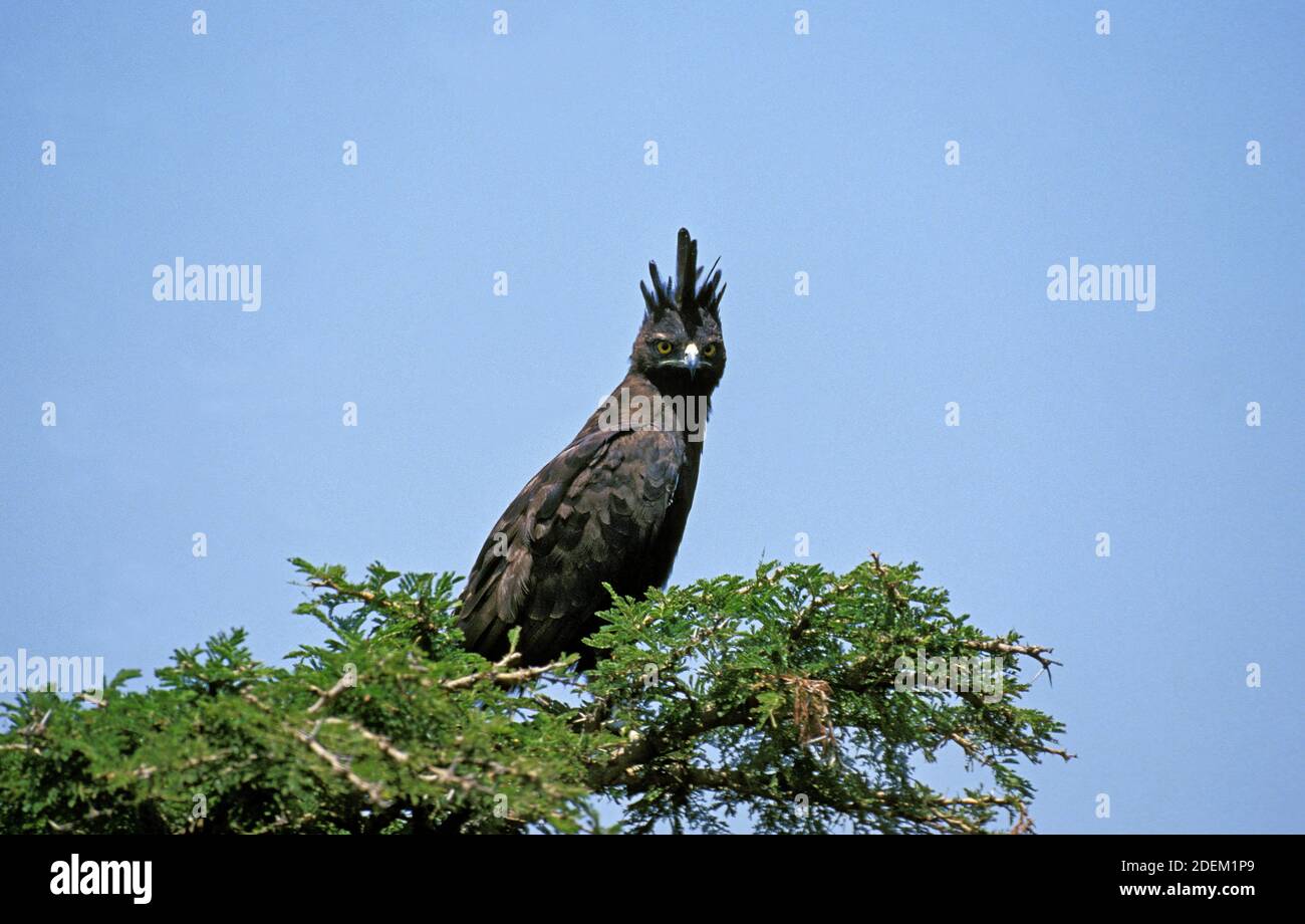 Long Crested Eagle, lophaetus occipitalis, Adult perched on Tree, Masai Mara Park in Kenya Stock Photo