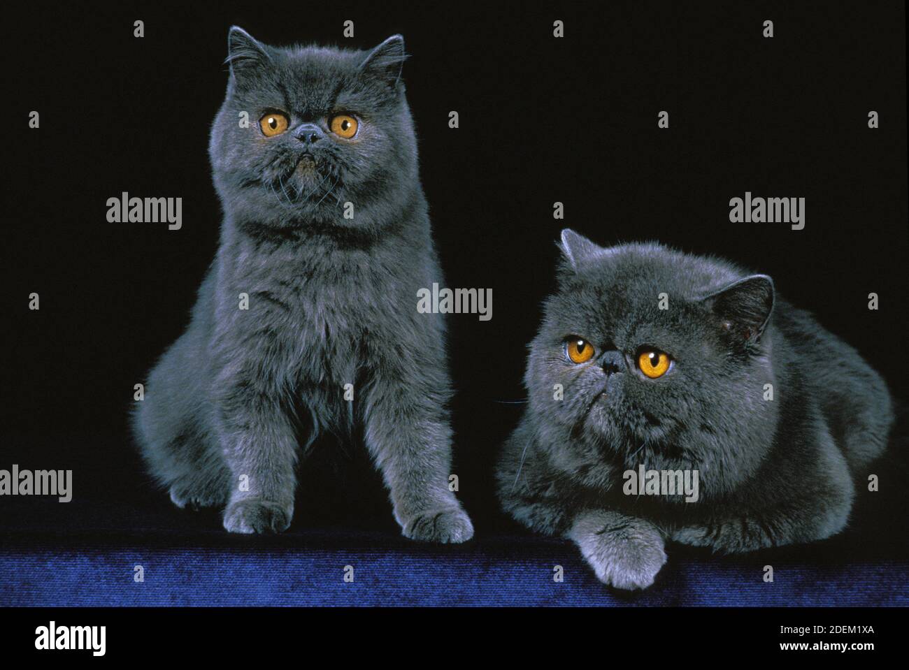 Exotic Shorthair Domestic Cat, Adults against Black Background Stock Photo  - Alamy
