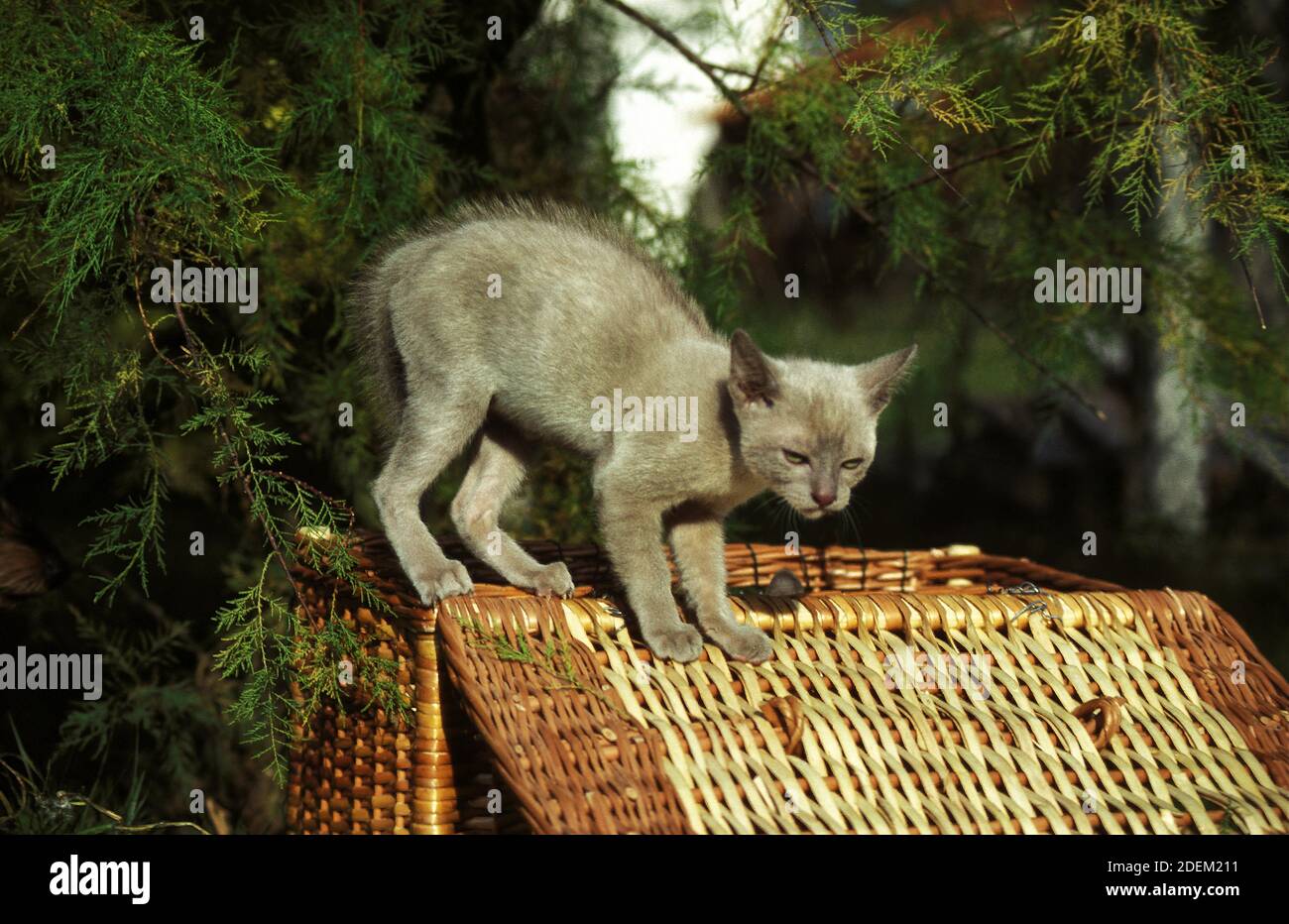 Lilac Burmese Domestic Cat, Kitten in Defensive Posture Stock Photo Alamy