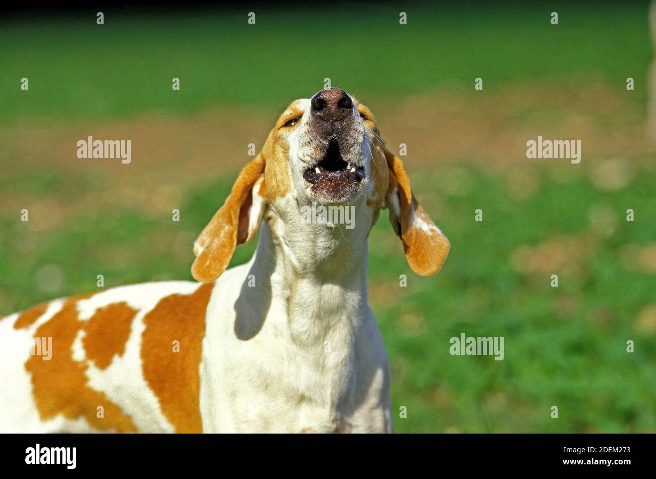Great Anglo French White and Orange Hound or Grand Anglo Francais Blanc et Orange, Adult Barking Stock Photo