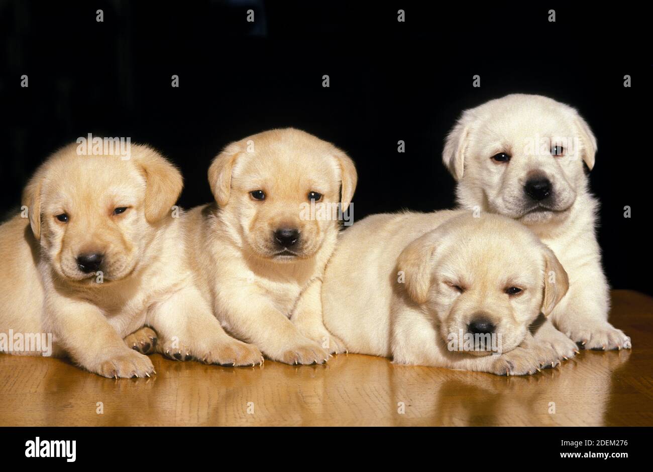 Yellow Labrador Retriever Dogs, Pups against Black Background Stock