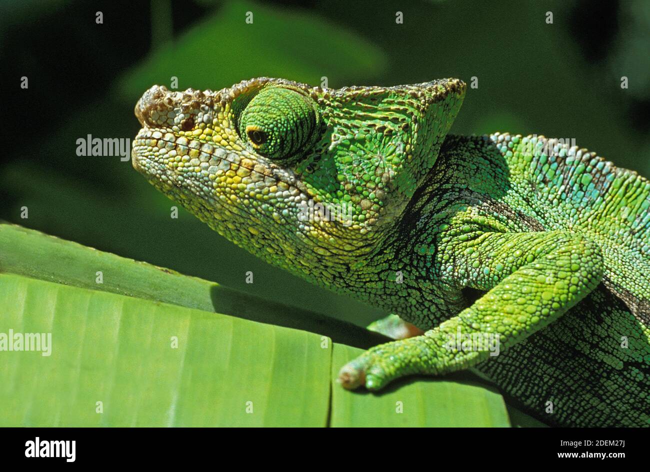 Leaf Chameleon Madagascar Hi res Stock Photography And Images Alamy leaf-chameleon-madagascar-hi-res-stock-photography-and-images-alamy