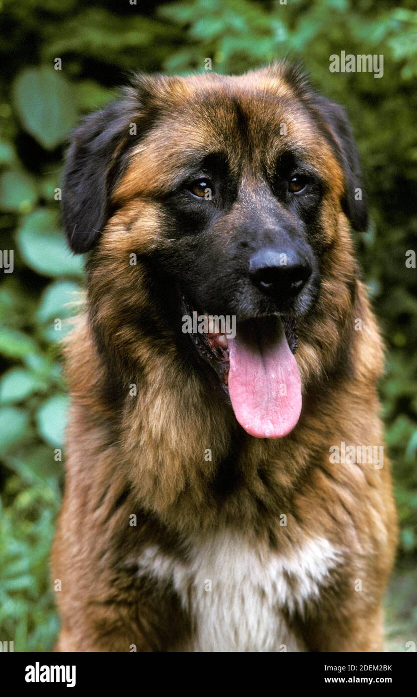 Cao Da Serra Da Estrela, Portugese Mountain Dog, Portrait of Adult with Tongue Out Stock Photo