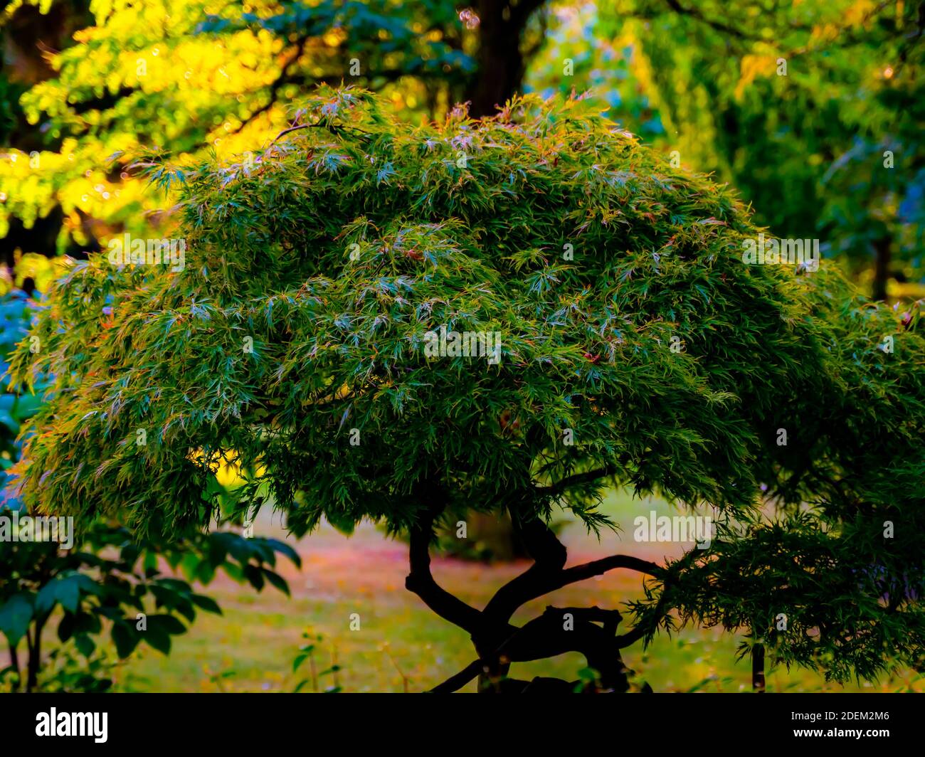Green Japanese maple tree in a large bonsai form growing in a lush green park. . High quality photo Stock Photo