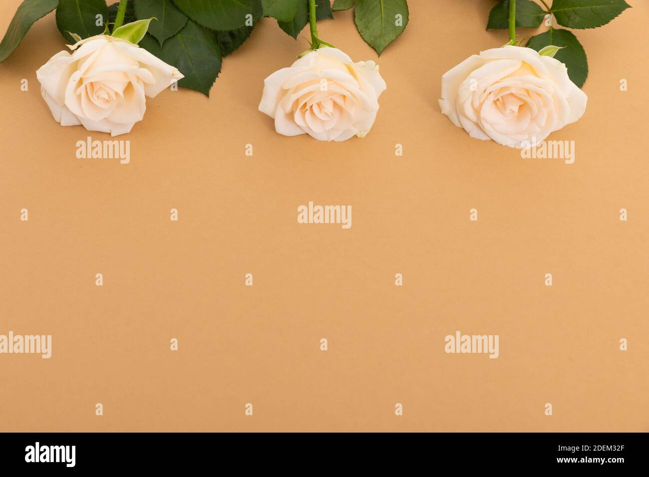 Three white roses at the top on orange background Stock Photo