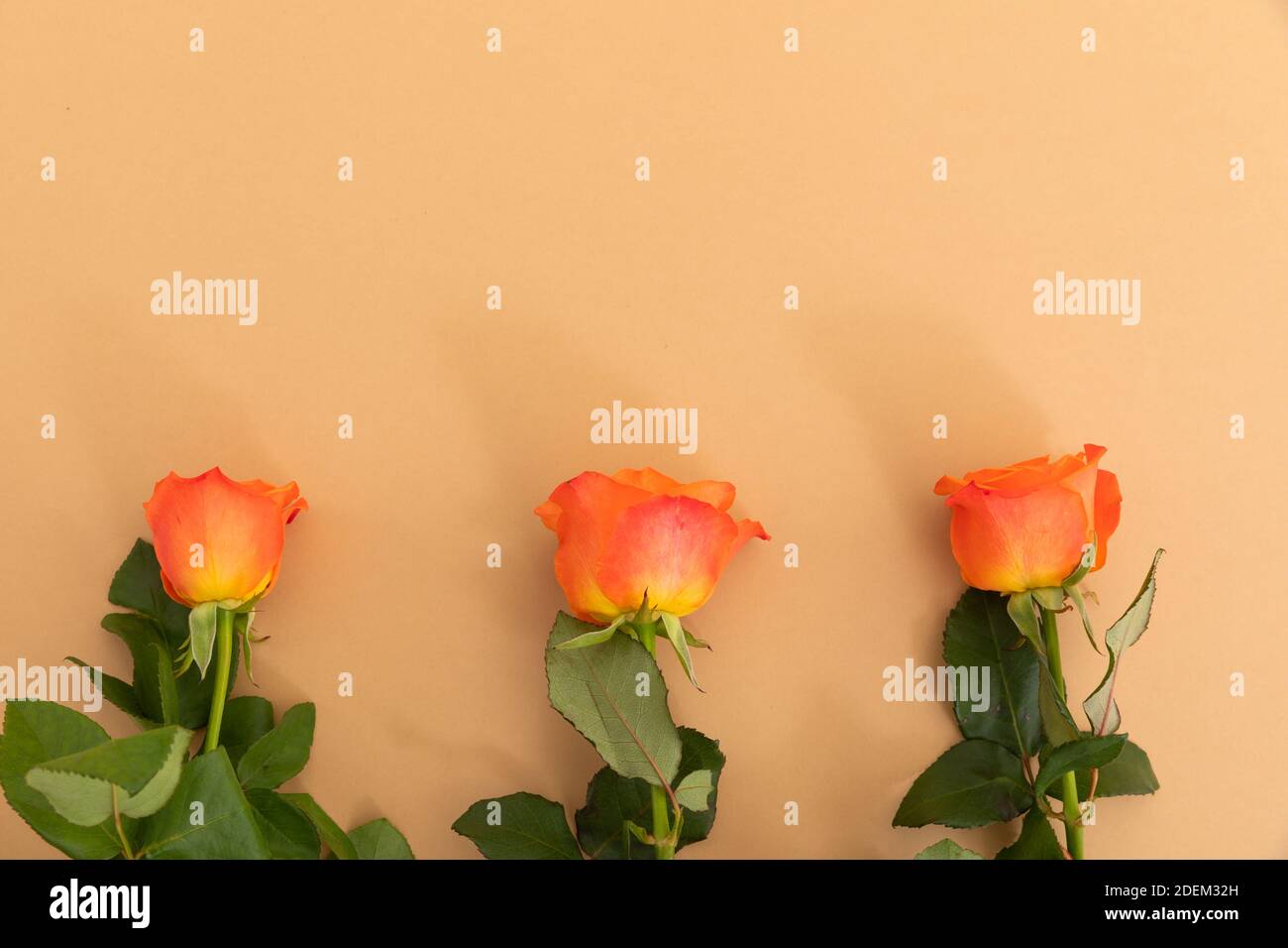 Three orange roses lying separately from bottom on orange background Stock Photo
