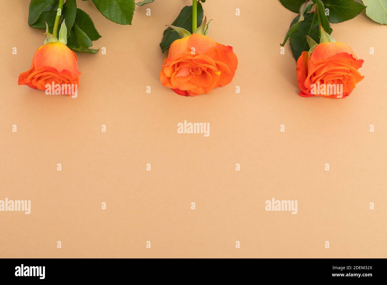 Three orange roses lying separately from top on orange background Stock Photo