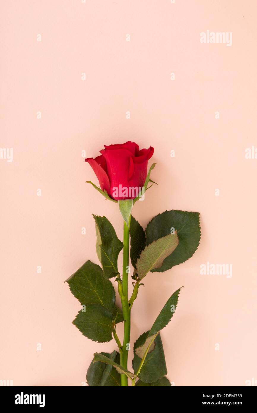 Red rose at the bottom on pink background Stock Photo - Alamy
