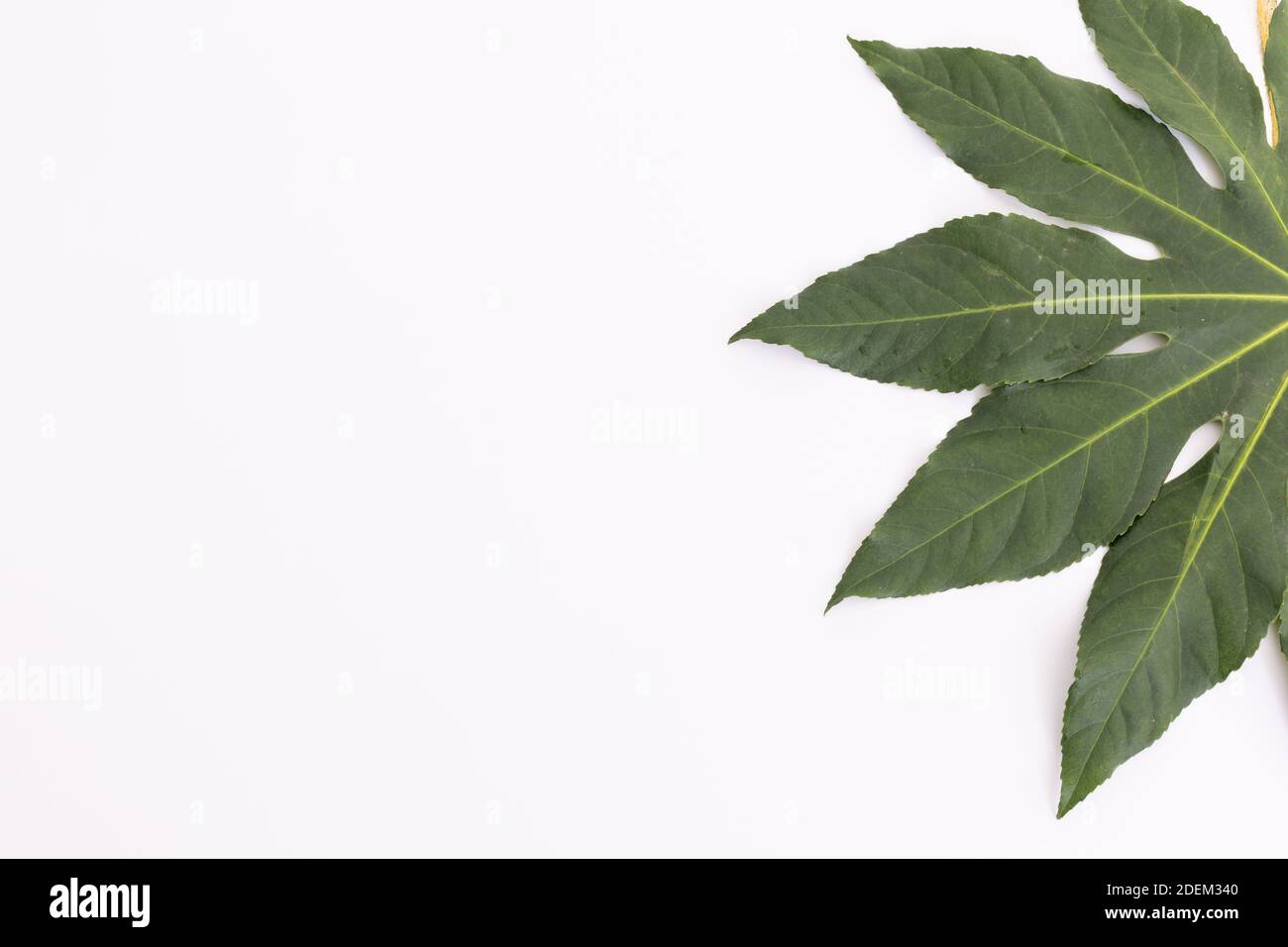 Green leaf lying on right side on white background Stock Photo