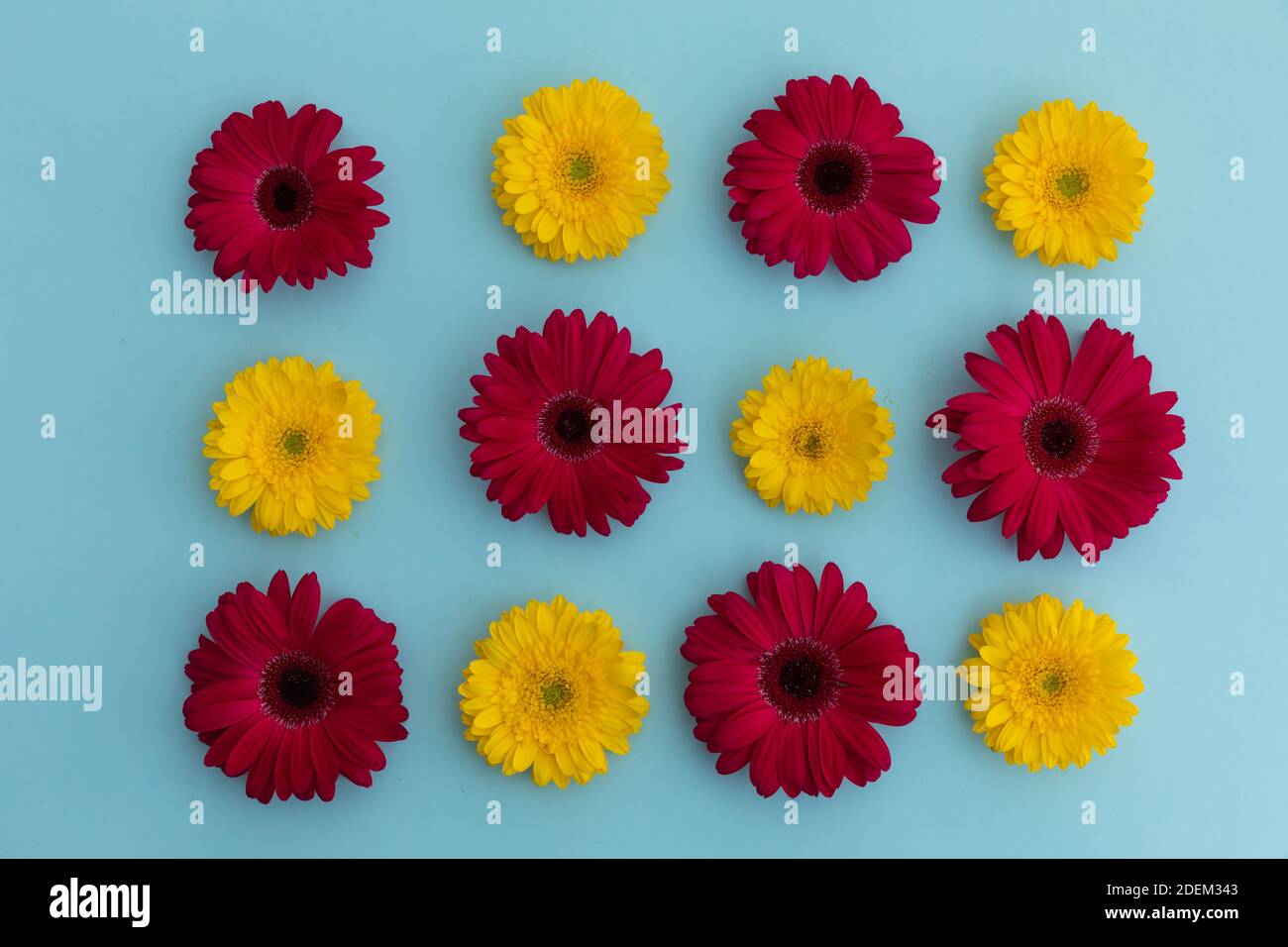 Red yellow blue flowers hi-res stock photography and images - Alamy