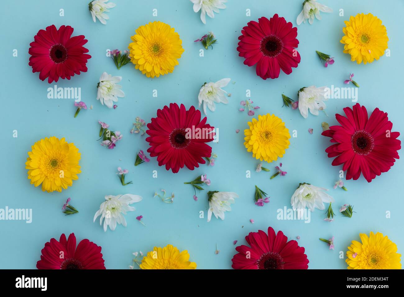 Yellow and red gerberas and white flowers on blue background Stock Photo