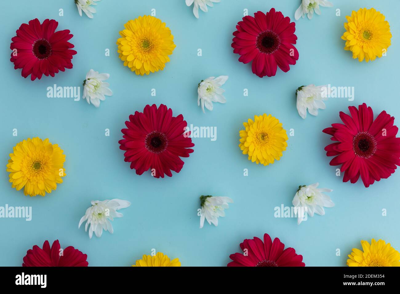 Yellow and red gerberas and white flowers on blue background Stock Photo