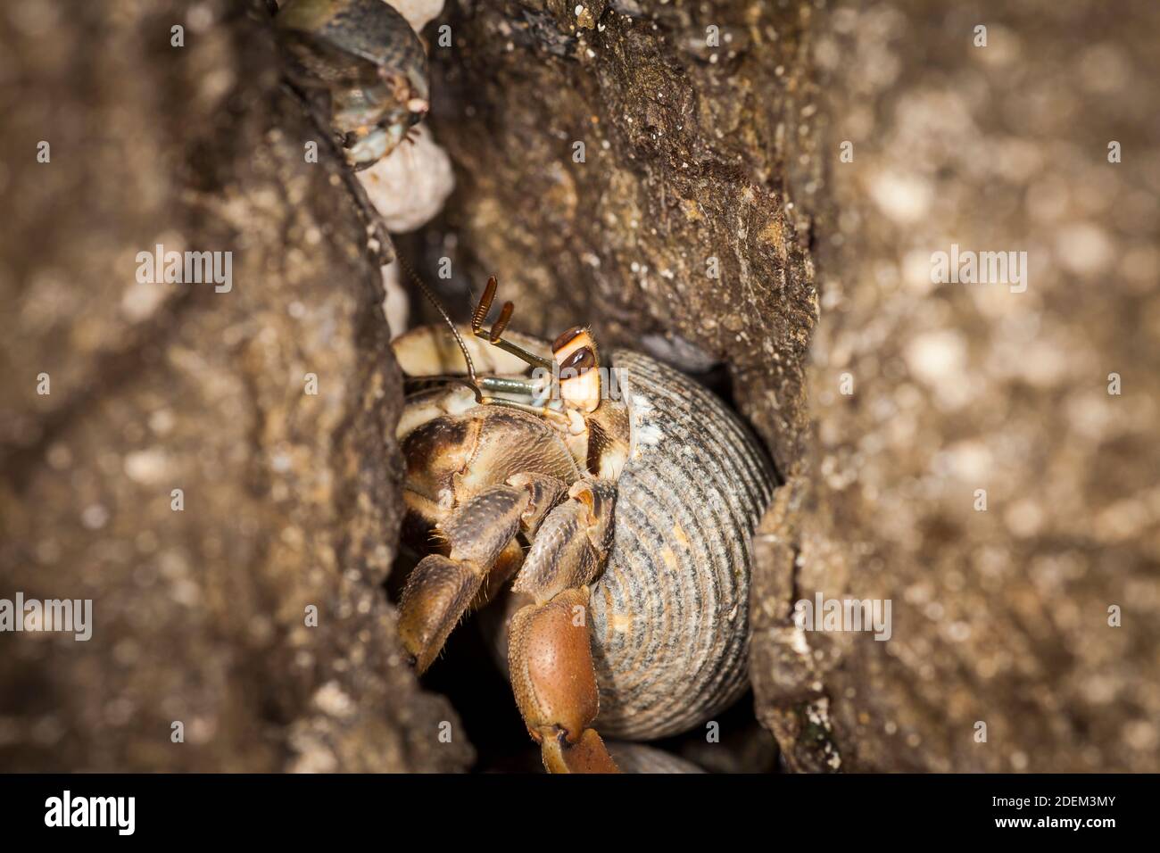 Hermit Crab in Isla de Coiba National Park, Pacific coast, Veraguas province, Republic of Panama. Stock Photo