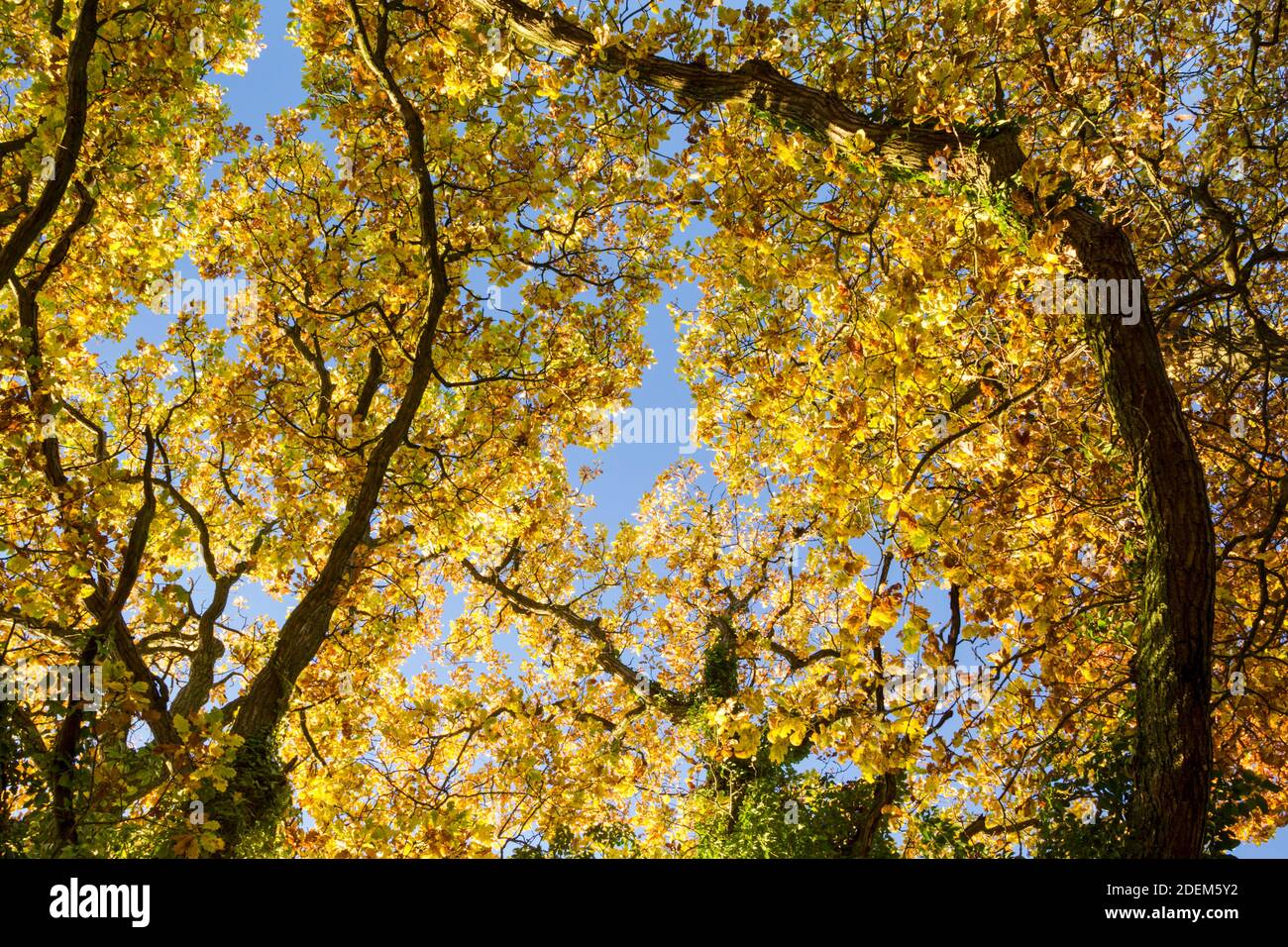 English oaks (Quercus robur) canopies in autumn colours. Also commonly known as common oak, pedunculate oak or European oak Stock Photo