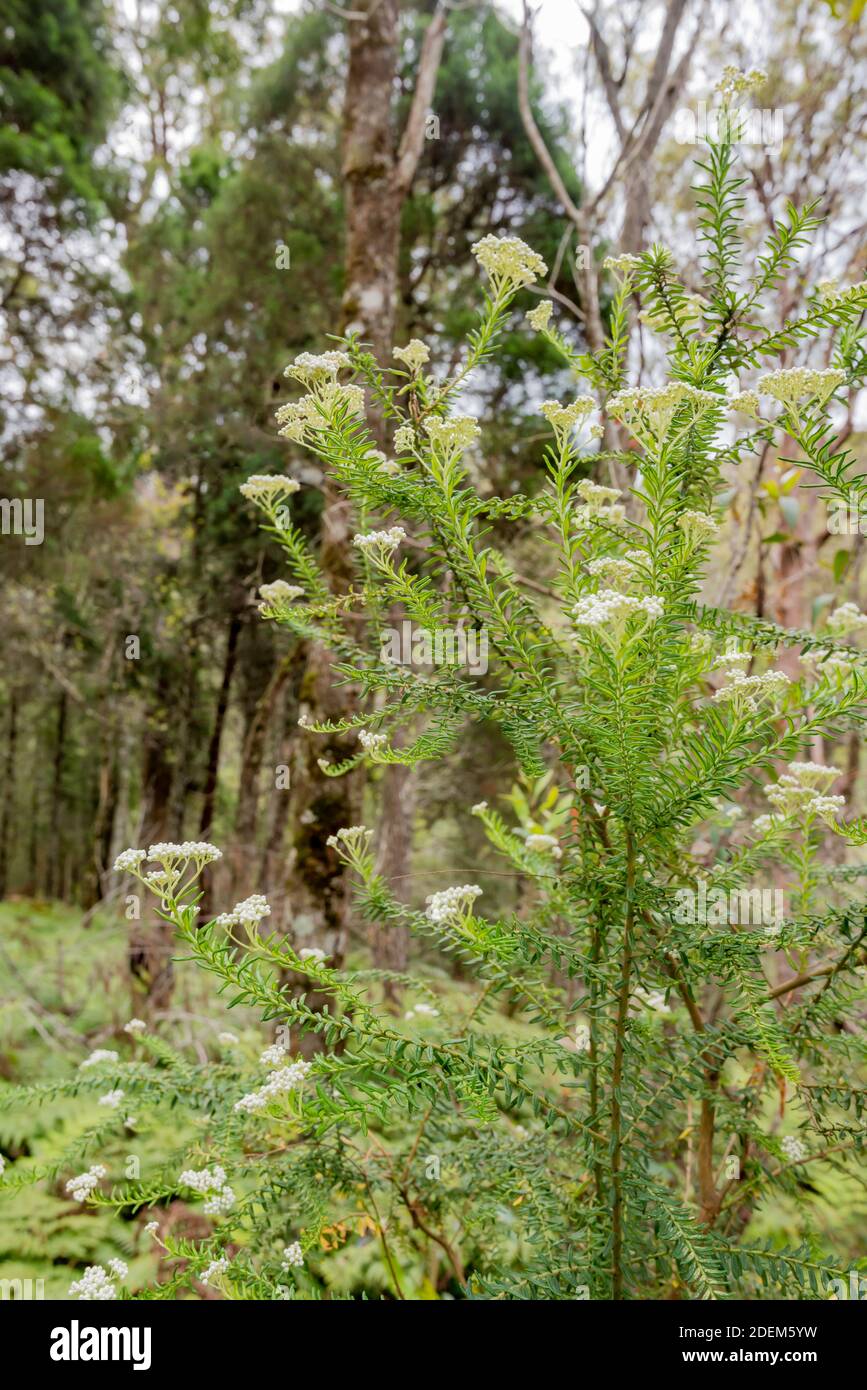 A close up of a Shiny Cassinia (Cassinia longifolia) in an open forest bushland near Ellenborough Falls, New South Wales, Australia Stock Photo