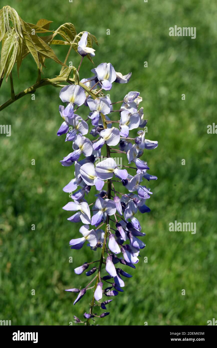 Der Chinesische Blauregen ist mit seiner blau-violetten Blüte eine beliebte Kletterpflanze für den Garten. The Chinese wisteria with its blue-purple f Stock Photo