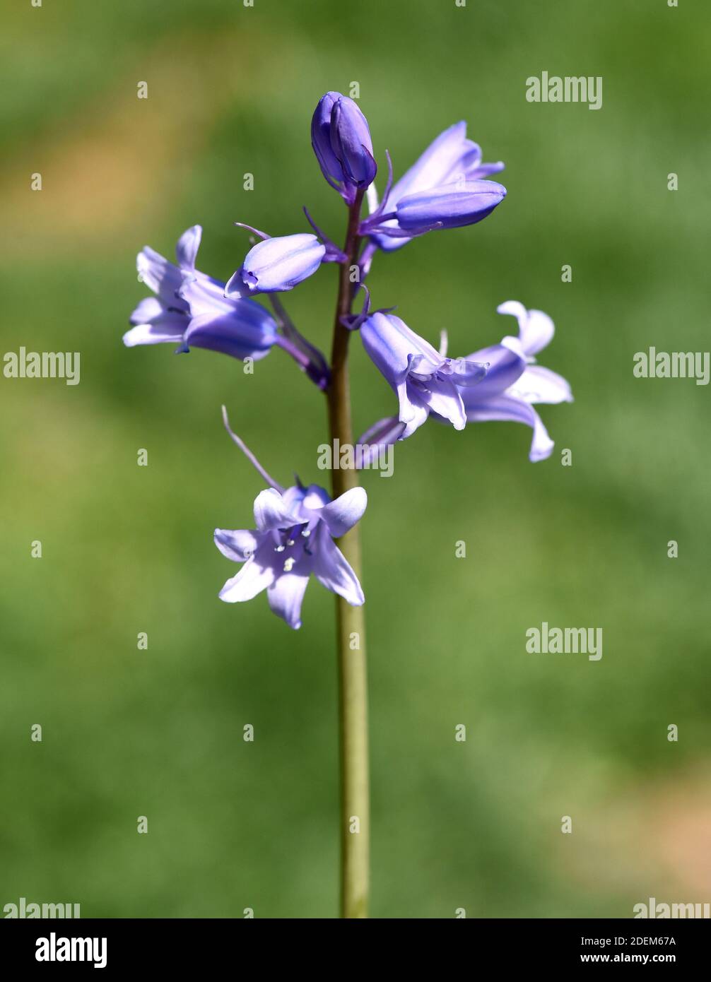 Das Atlantische Hasengloeckchen, Hyacinthoides non-scripta, auch Englisches Hasengloeckchen, ist eine frueh bluehende Zwiebelpflanze mit blauen Bluete Stock Photo