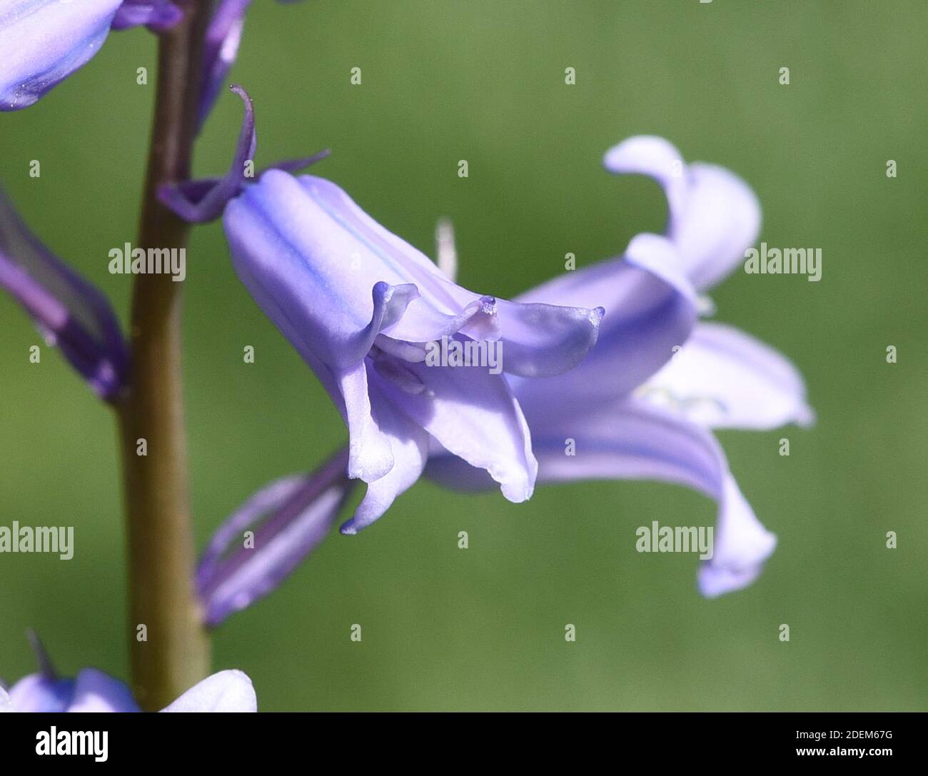 Das Atlantische Hasengloeckchen, Hyacinthoides non-scripta, auch Englisches Hasengloeckchen, ist eine frueh bluehende Zwiebelpflanze mit blauen Bluete Stock Photo