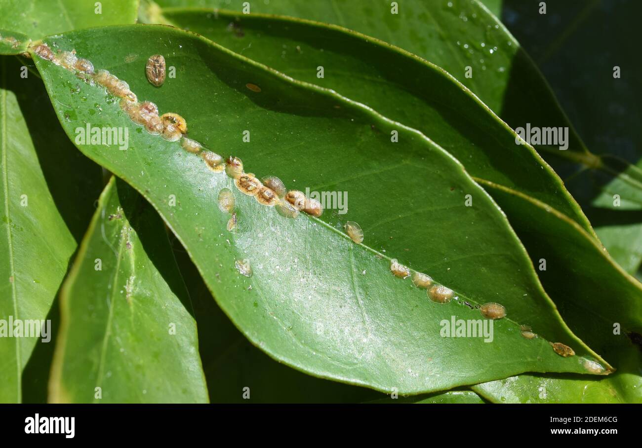 Schildlaeuse sind Schaedlinge und saugen an fast an Pflanzen. Sie gehoeren  zu den Insekten. shield lice are pests and suck on almost to plants. They b  Stock Photo - Alamy