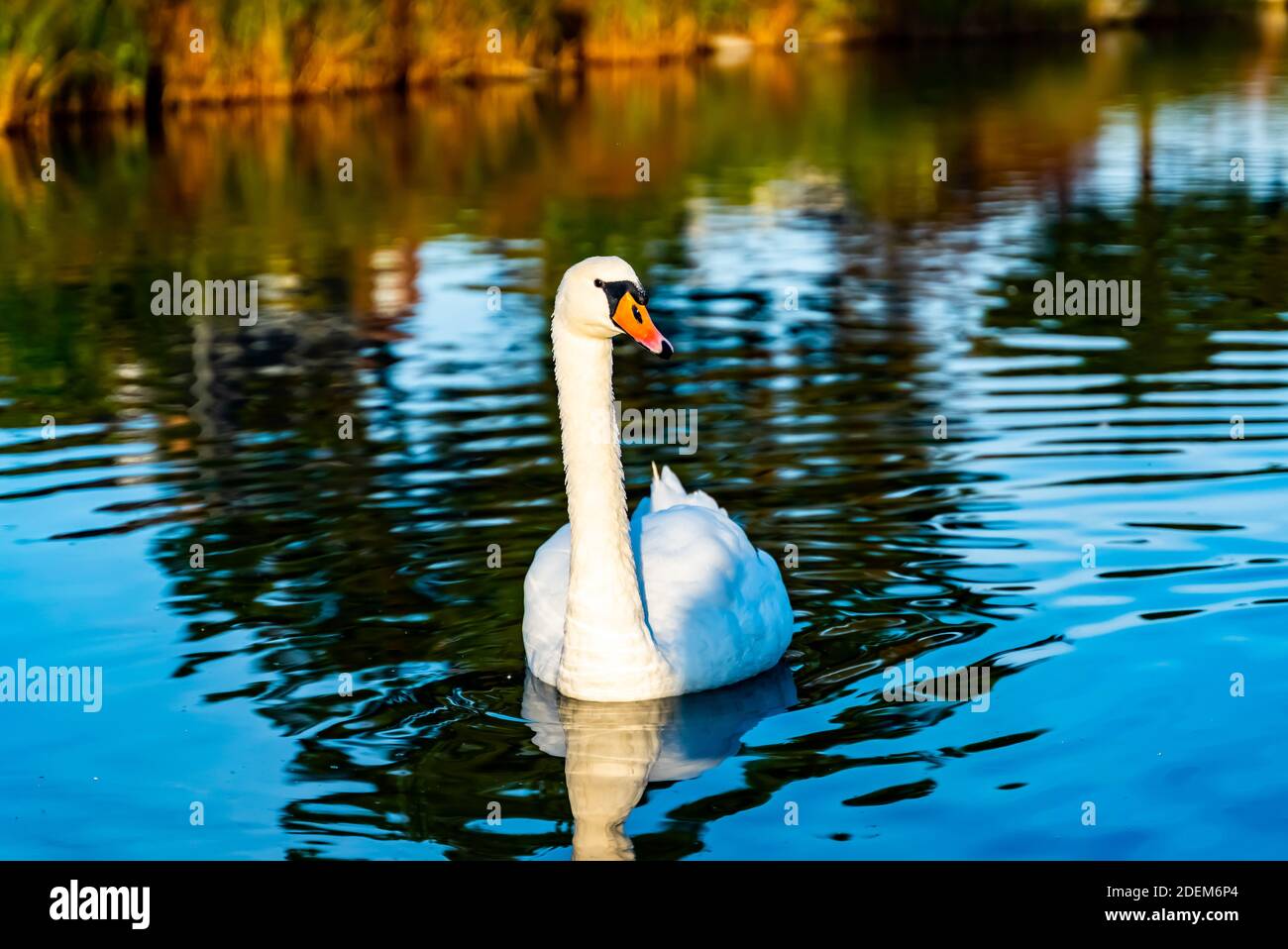 Beautiful white swan swimming in a calm pond. . High quality photo Stock Photo