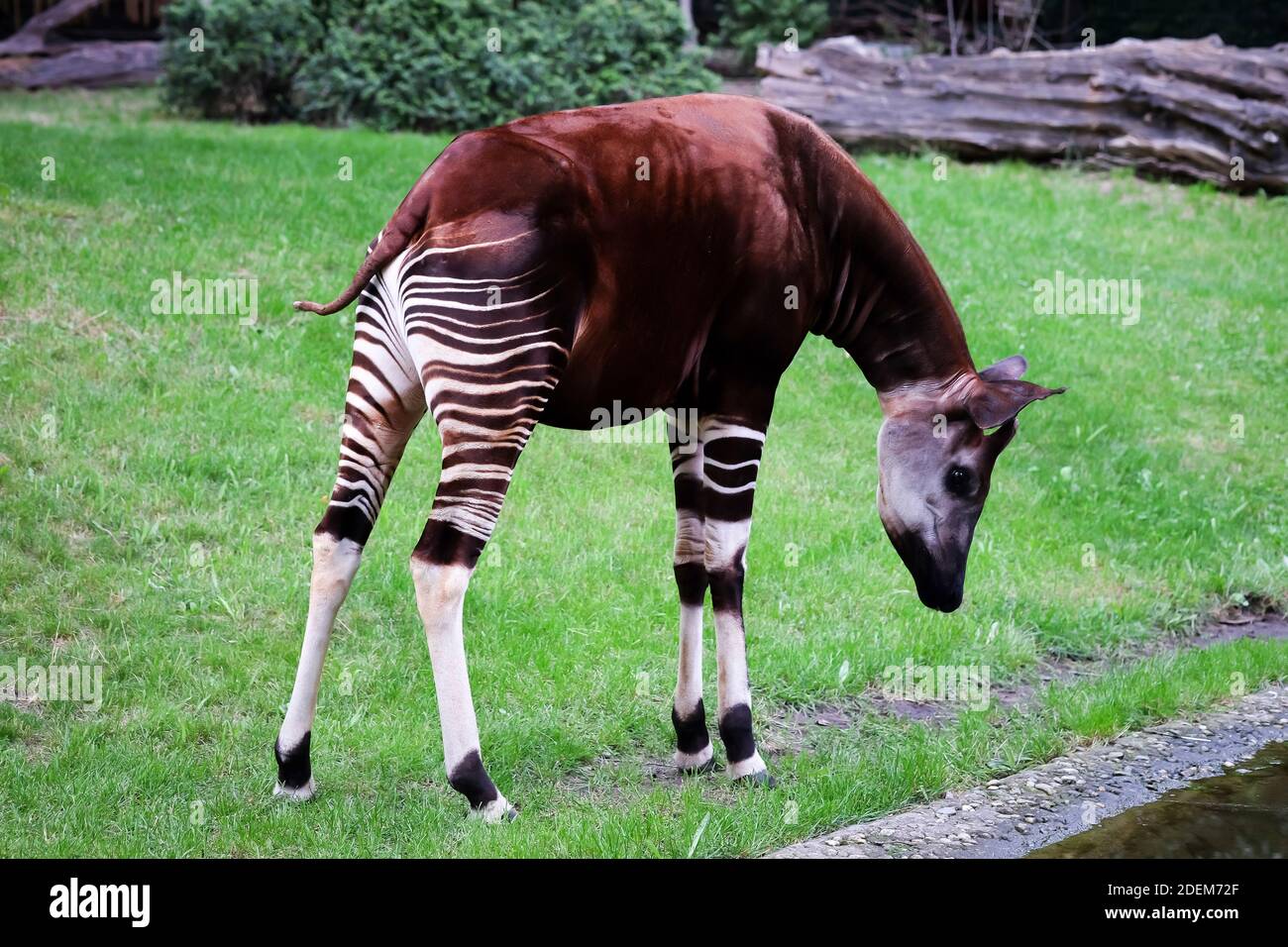 Okapi, Okapia johnstoni stock photo Stock Photo - Alamy