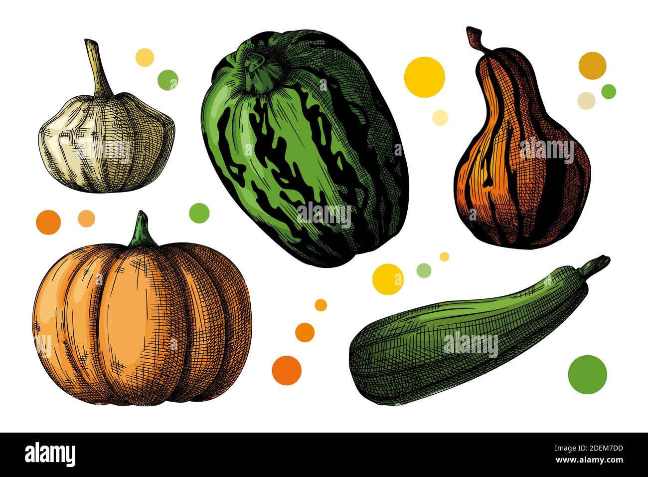 Hand drawn pumpkin set isolated on white background. Vector ...