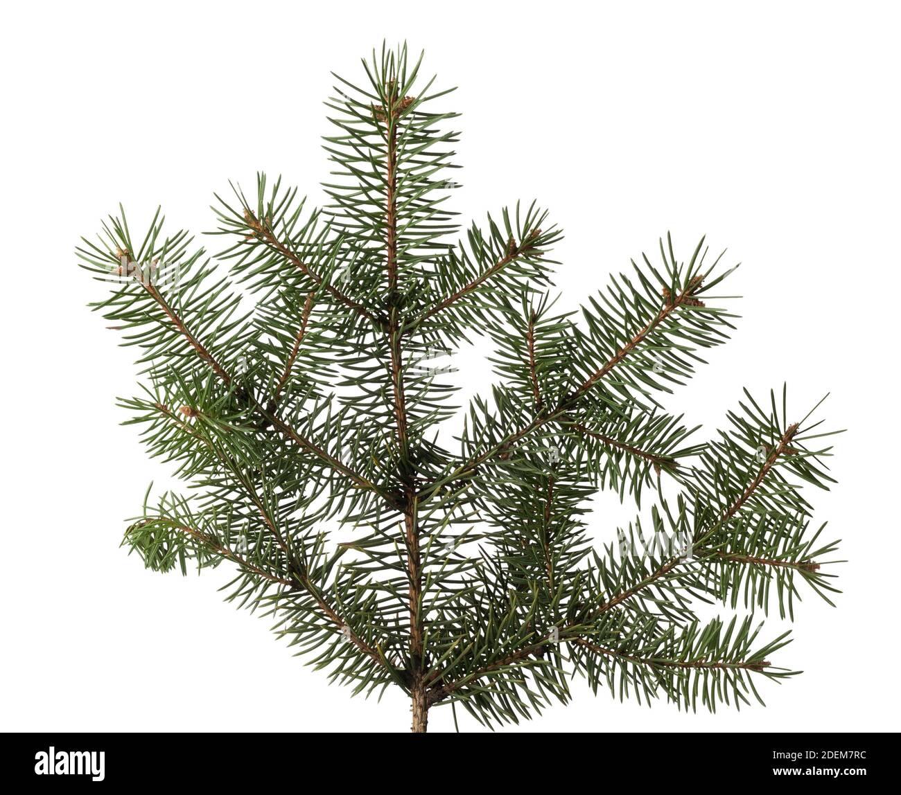 Fir tree branch isolated on white Stock Photo - Alamy
