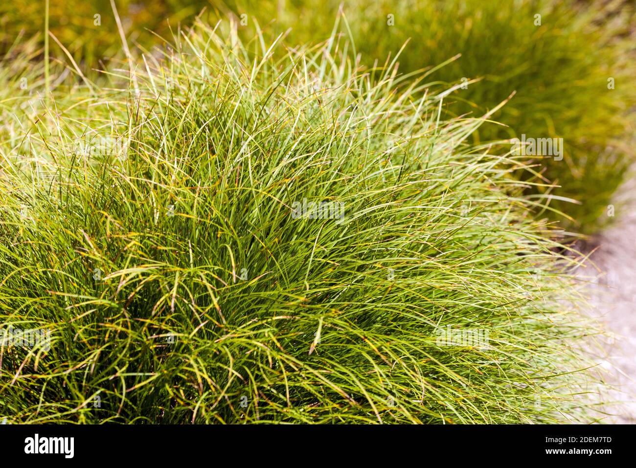 Sedge Carex humilis, ornamental grasses Stock Photo