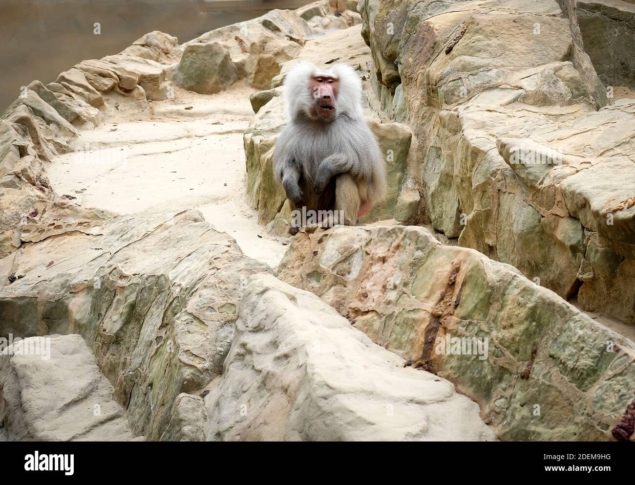 Boring baboon meeting in Berlin Zoo stock photo Stock Photo