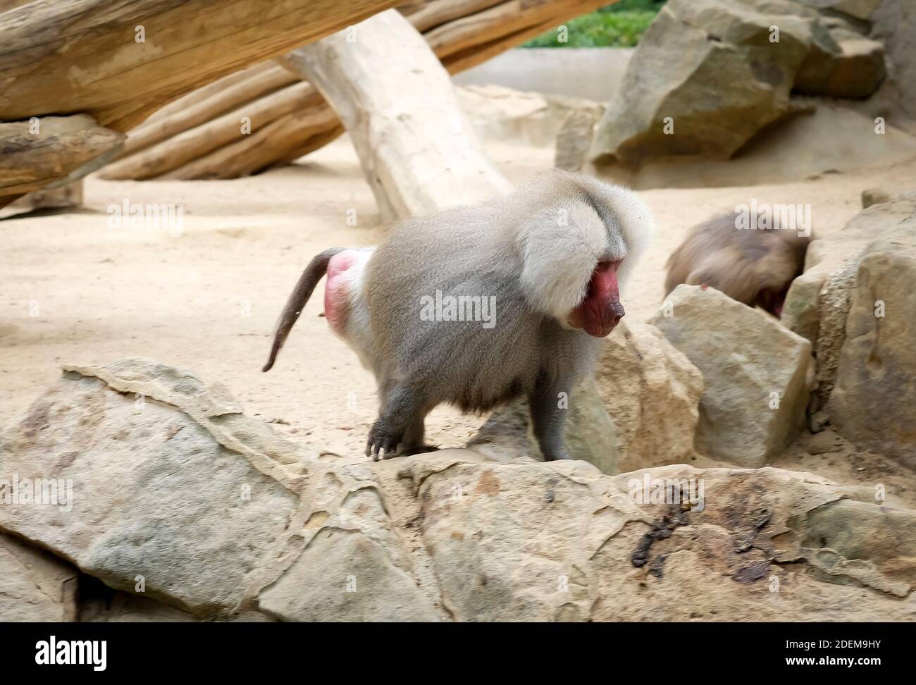 Boring baboon meeting in Berlin Zoo stock photo Stock Photo
