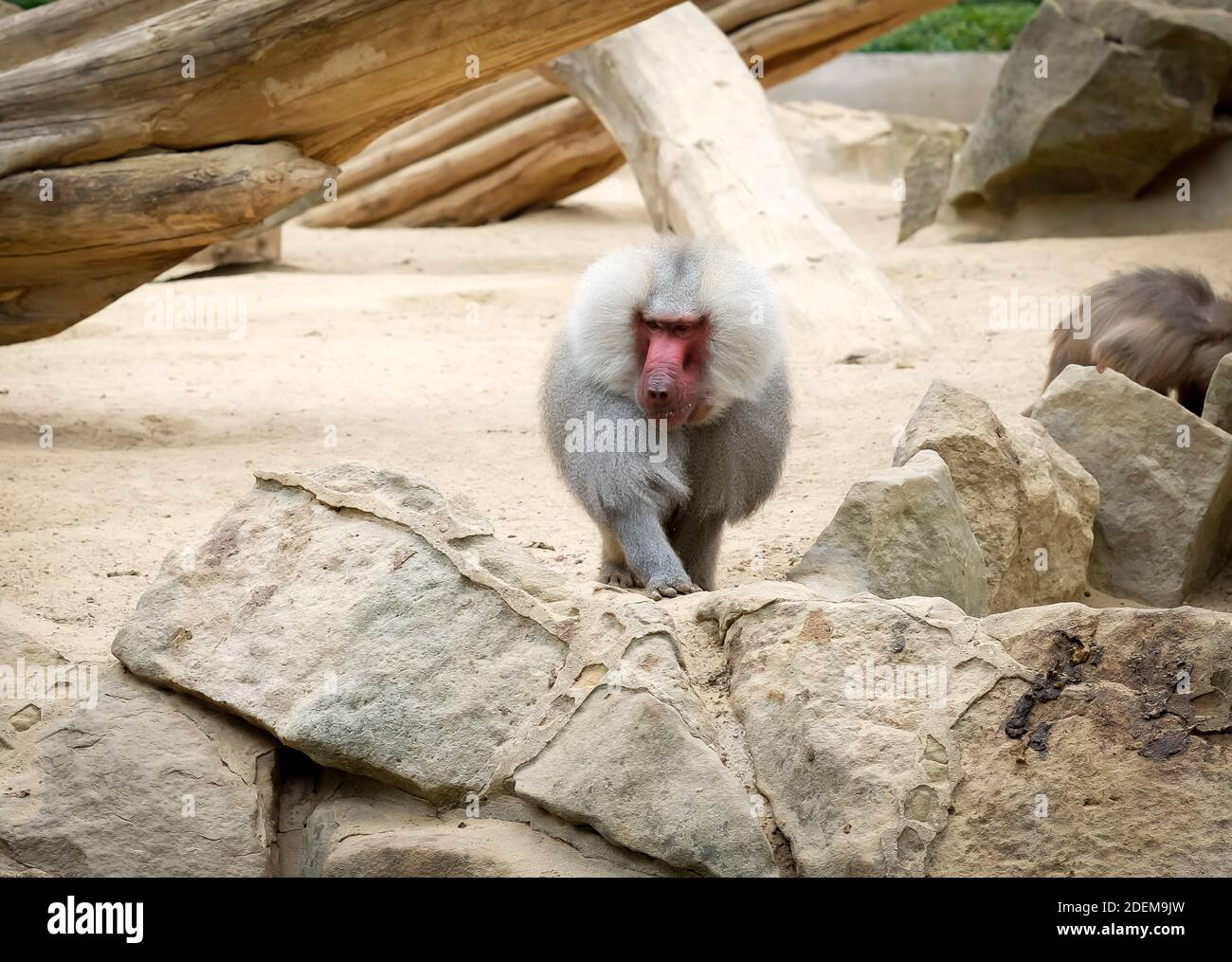 Boring baboon meeting in Berlin Zoo stock photo Stock Photo