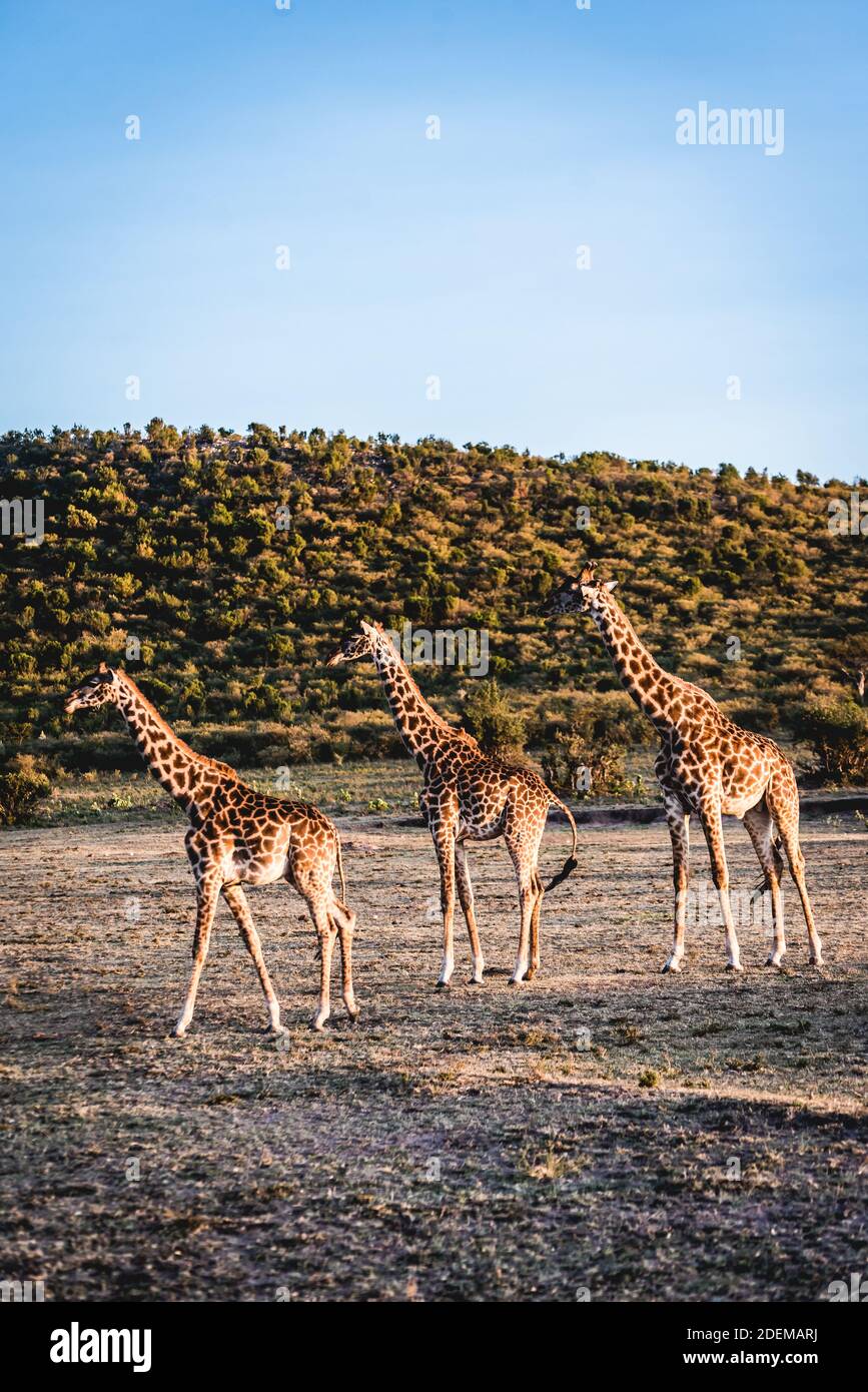 Group giraffes in bush in hi-res stock photography and images - Alamy