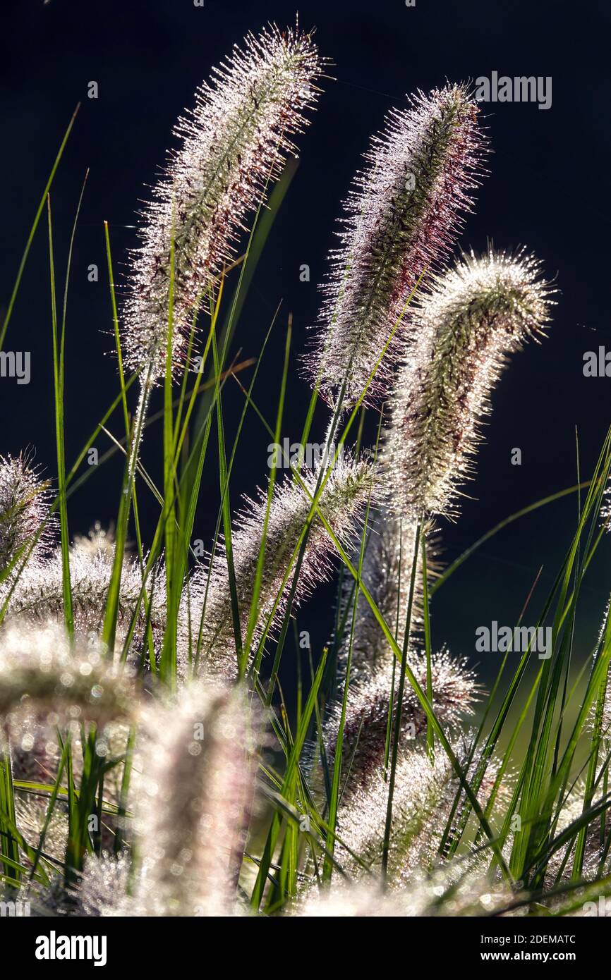 Ornamental Grass in late summer garden Pennisetum Stock Photo